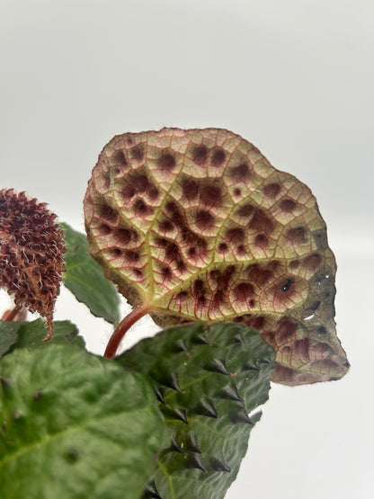 Begonia Ferox