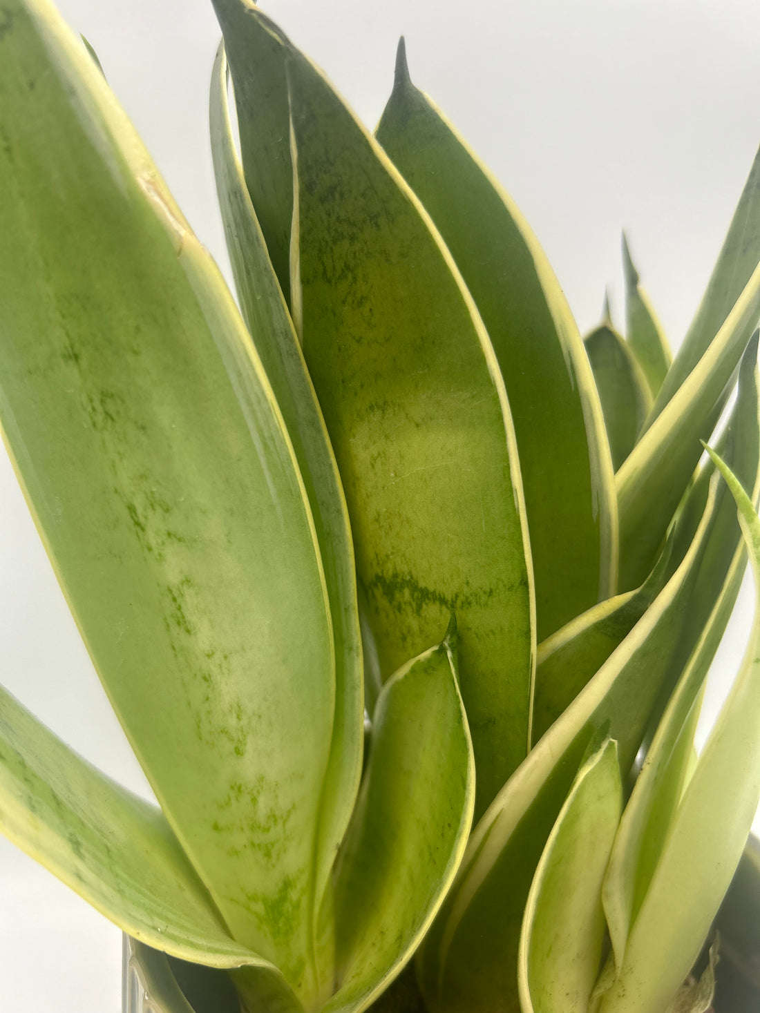 Sansevieria trif. &