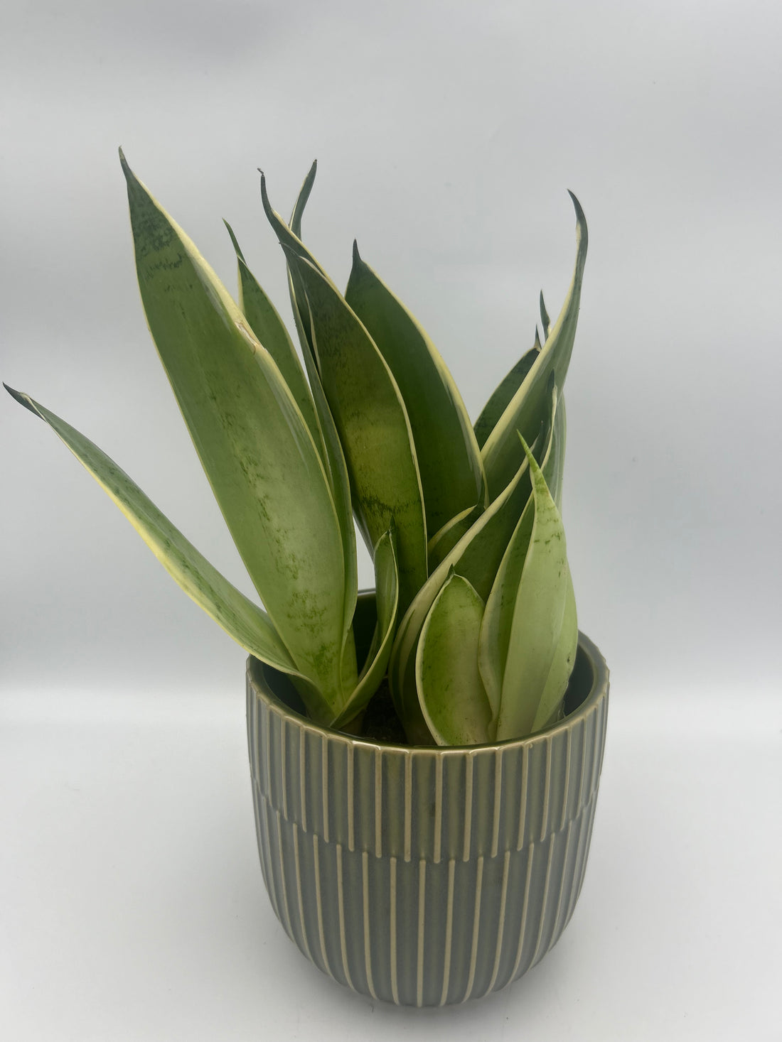 Sansevieria trif. &