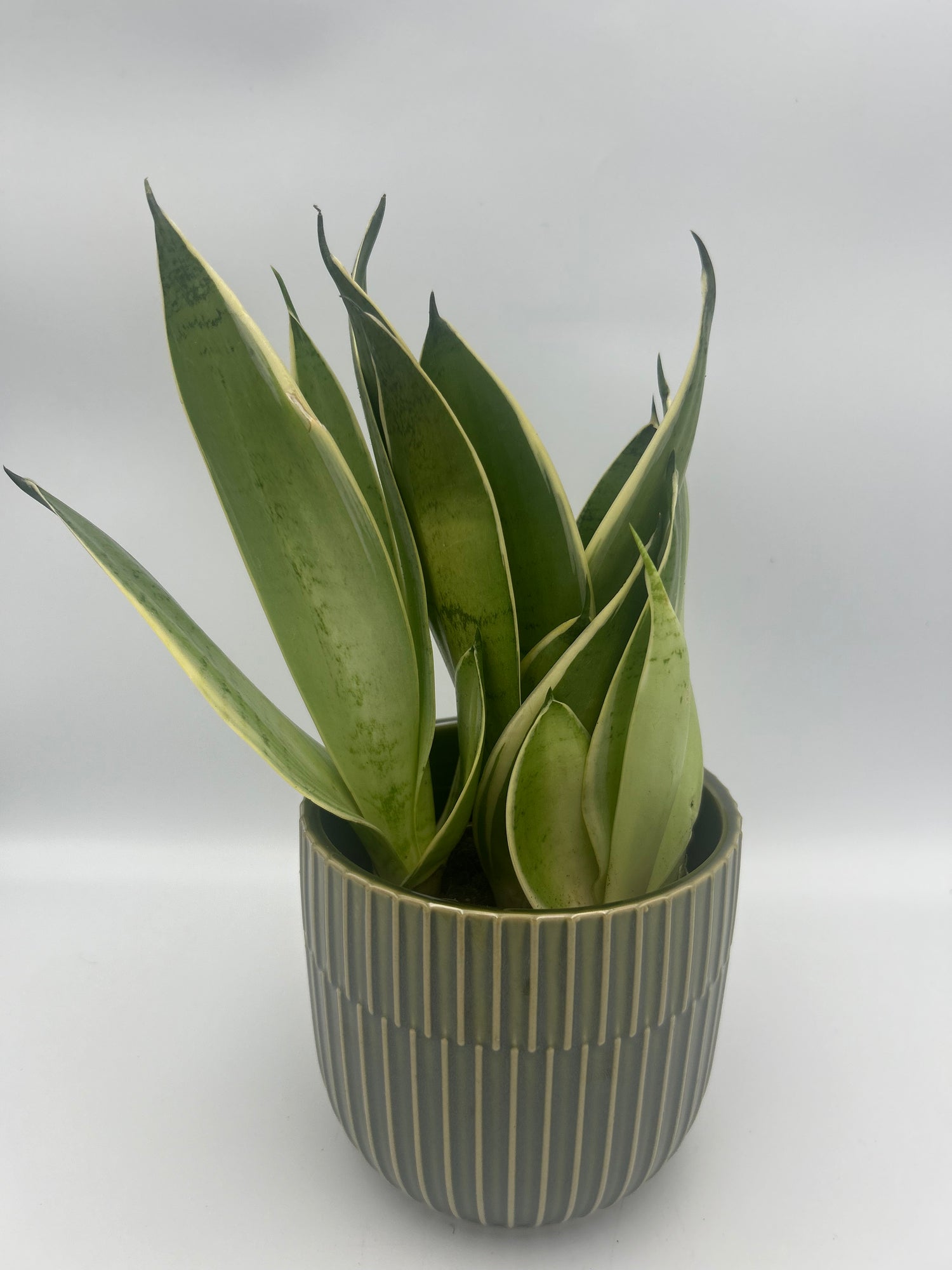 Sansevieria trif. &