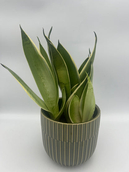 Sansevieria trif. &
