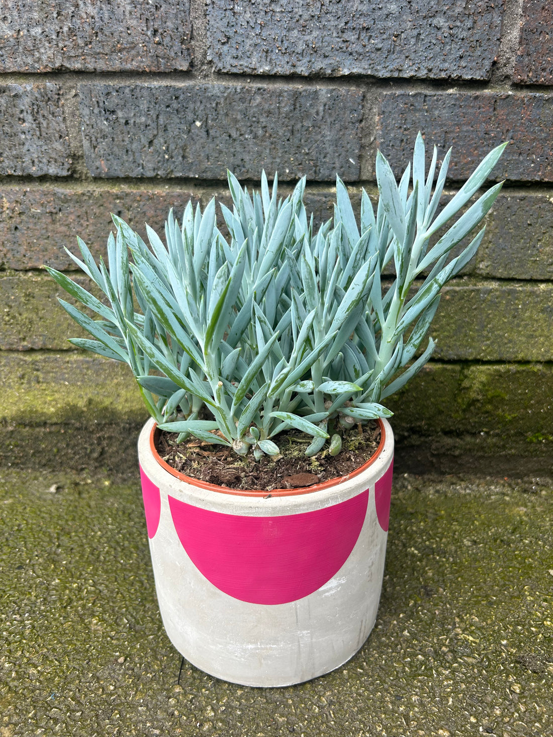 Curio Senecio Mount Everest