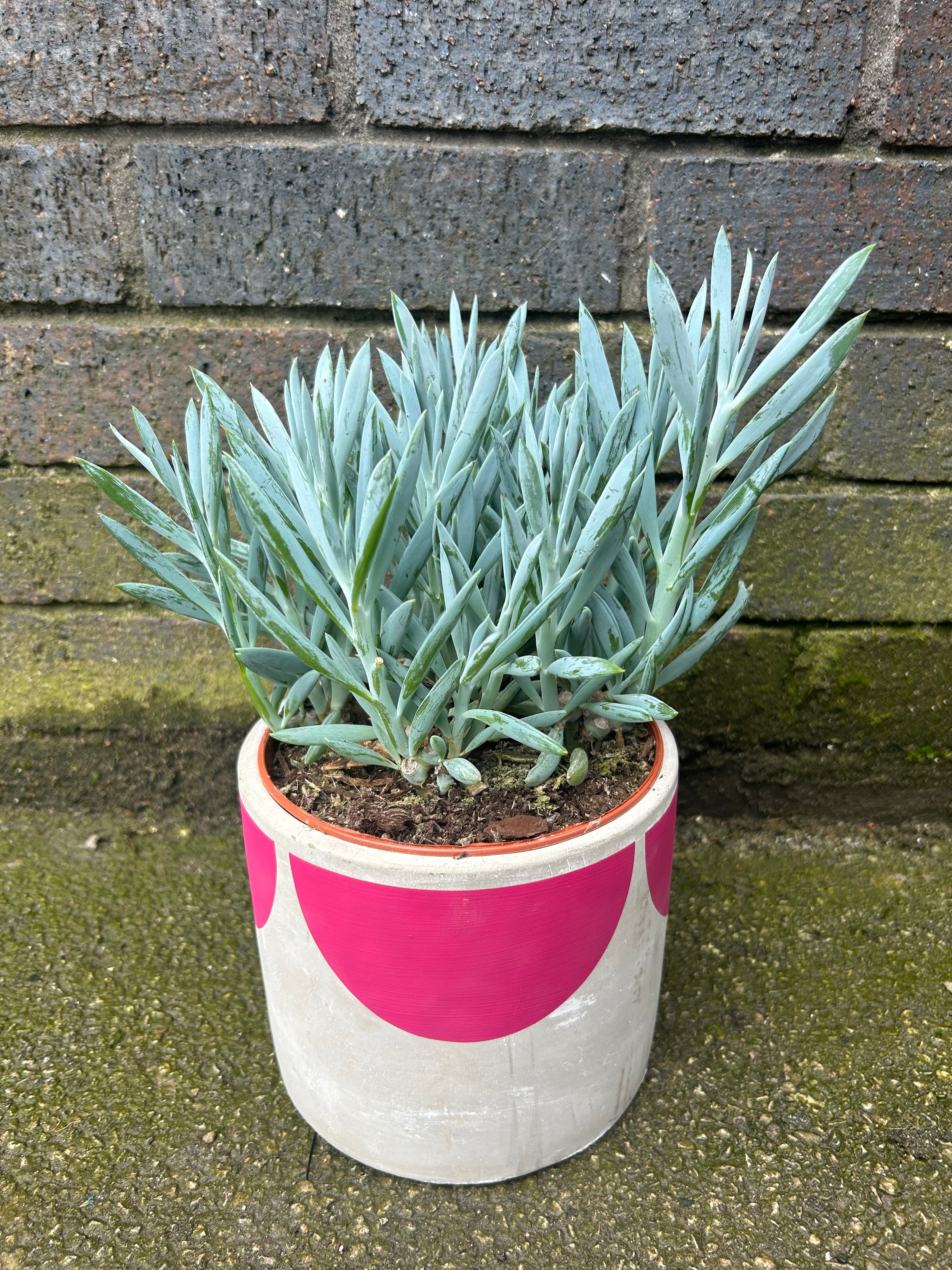 Curio Senecio Mount Everest