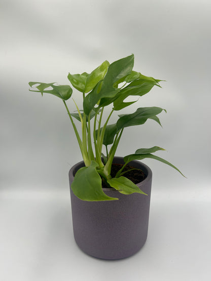 Monstera Minima