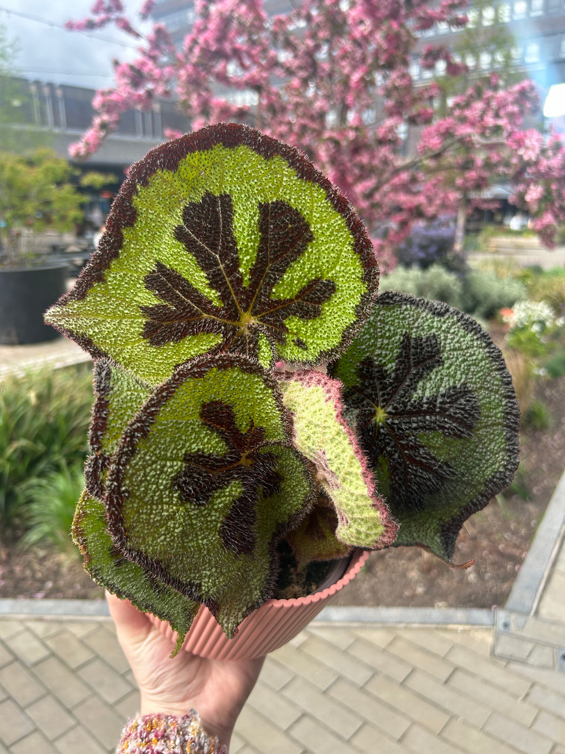 Begonia Masioniana