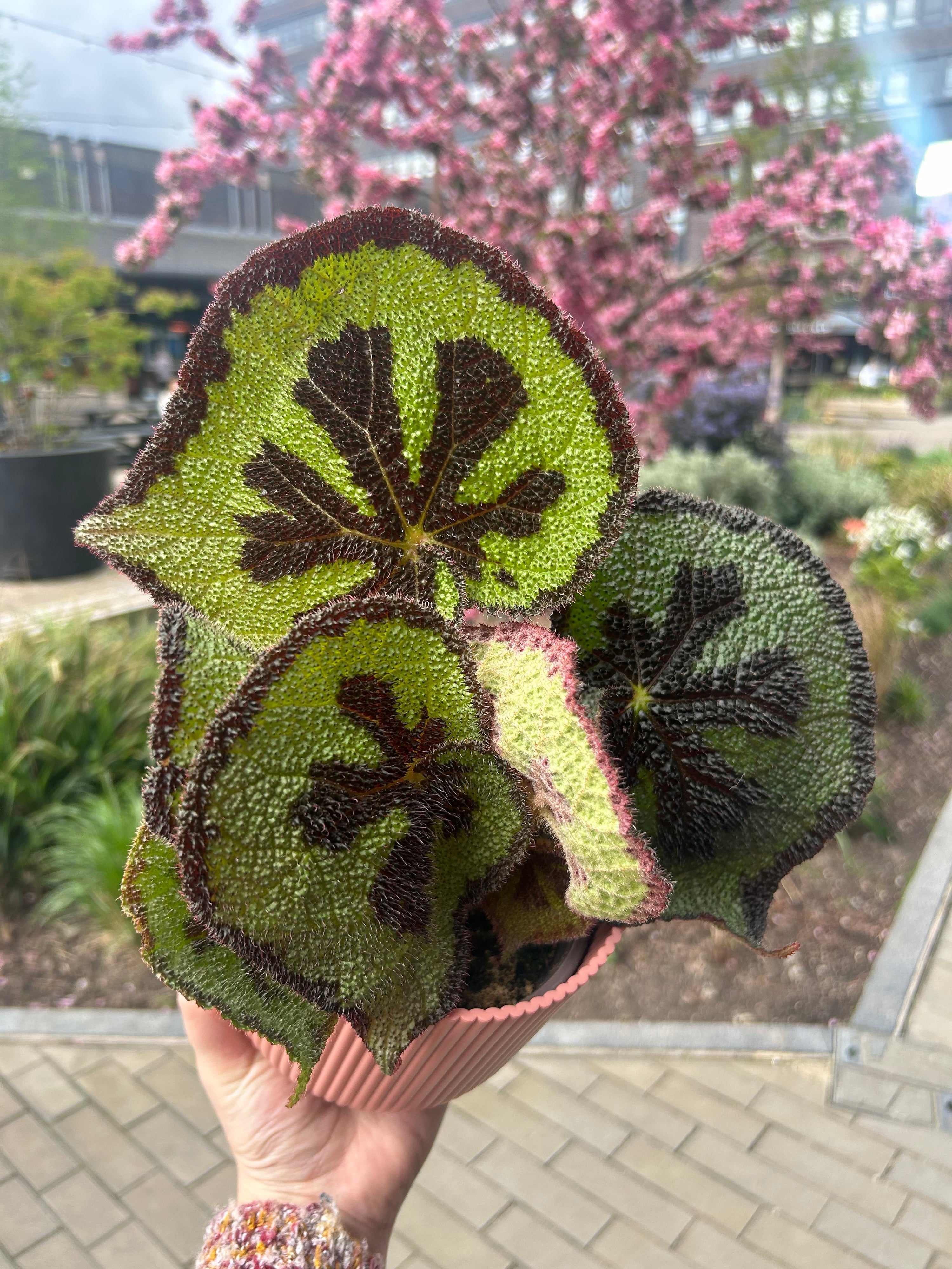 Begonia Masioniana