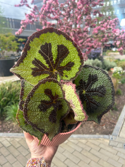 Begonia Masioniana