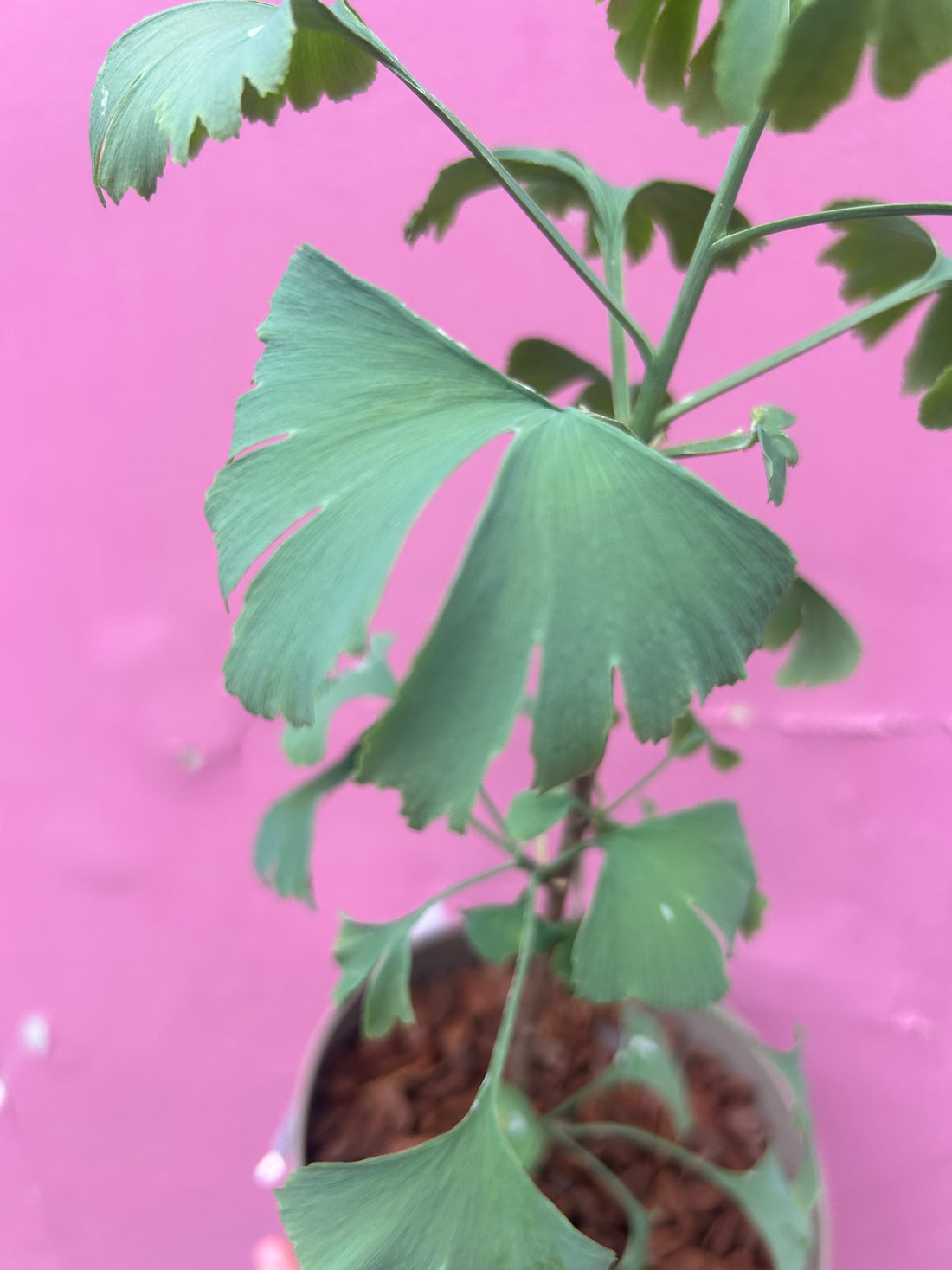 Gingko Biloba