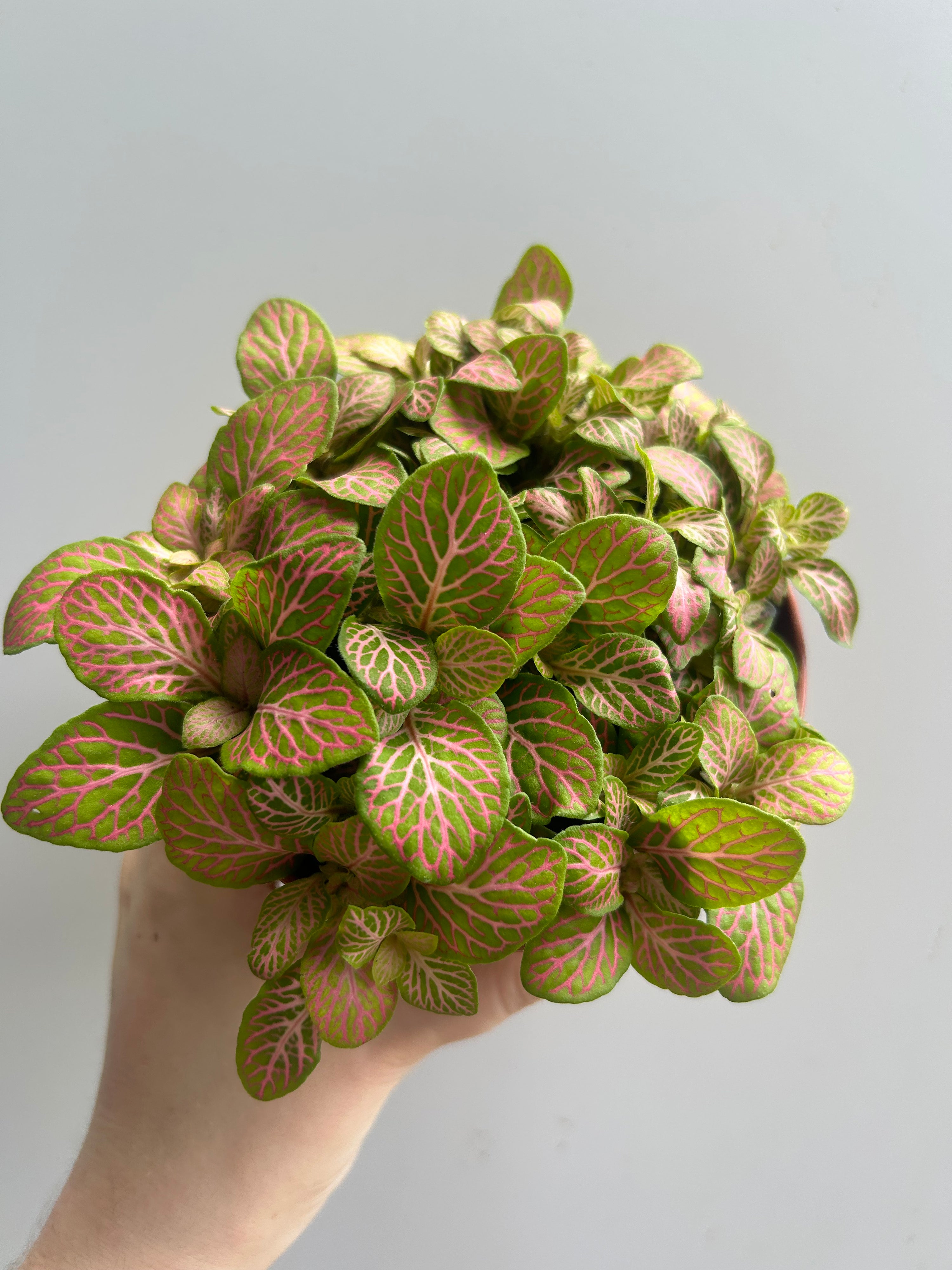 Fittonia Ruby Lime