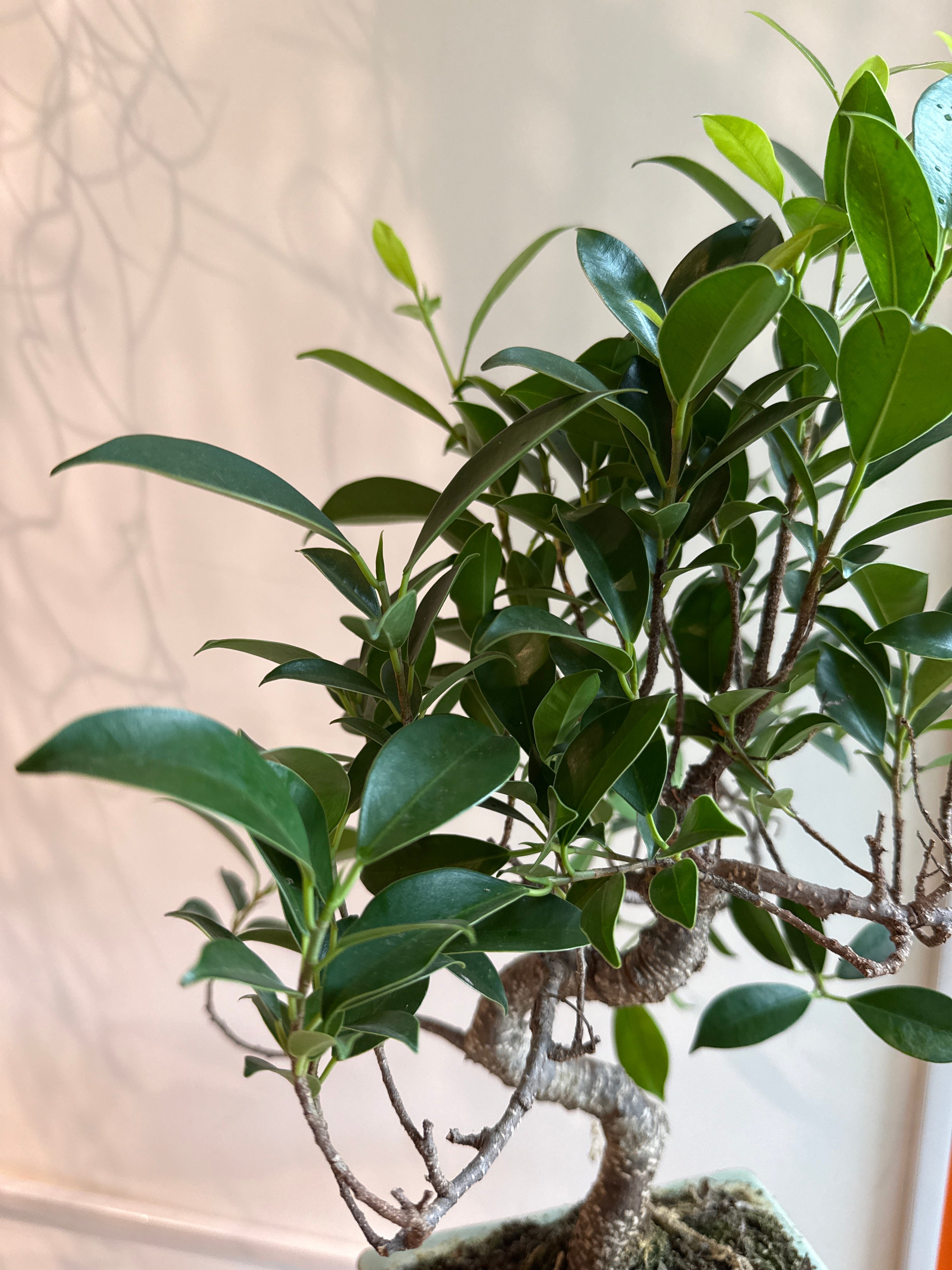 Ficus Retusa Bonsai
