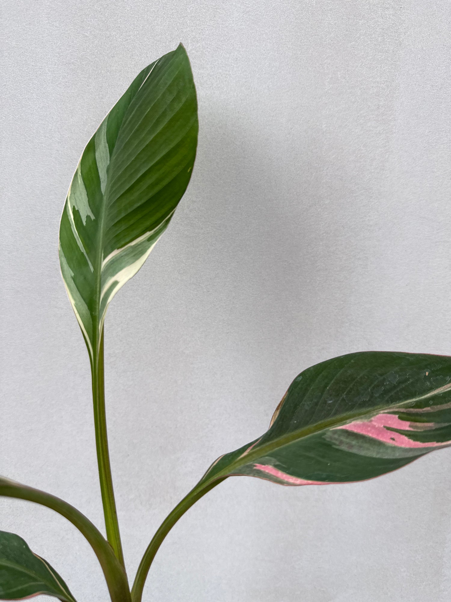 Musa Nono