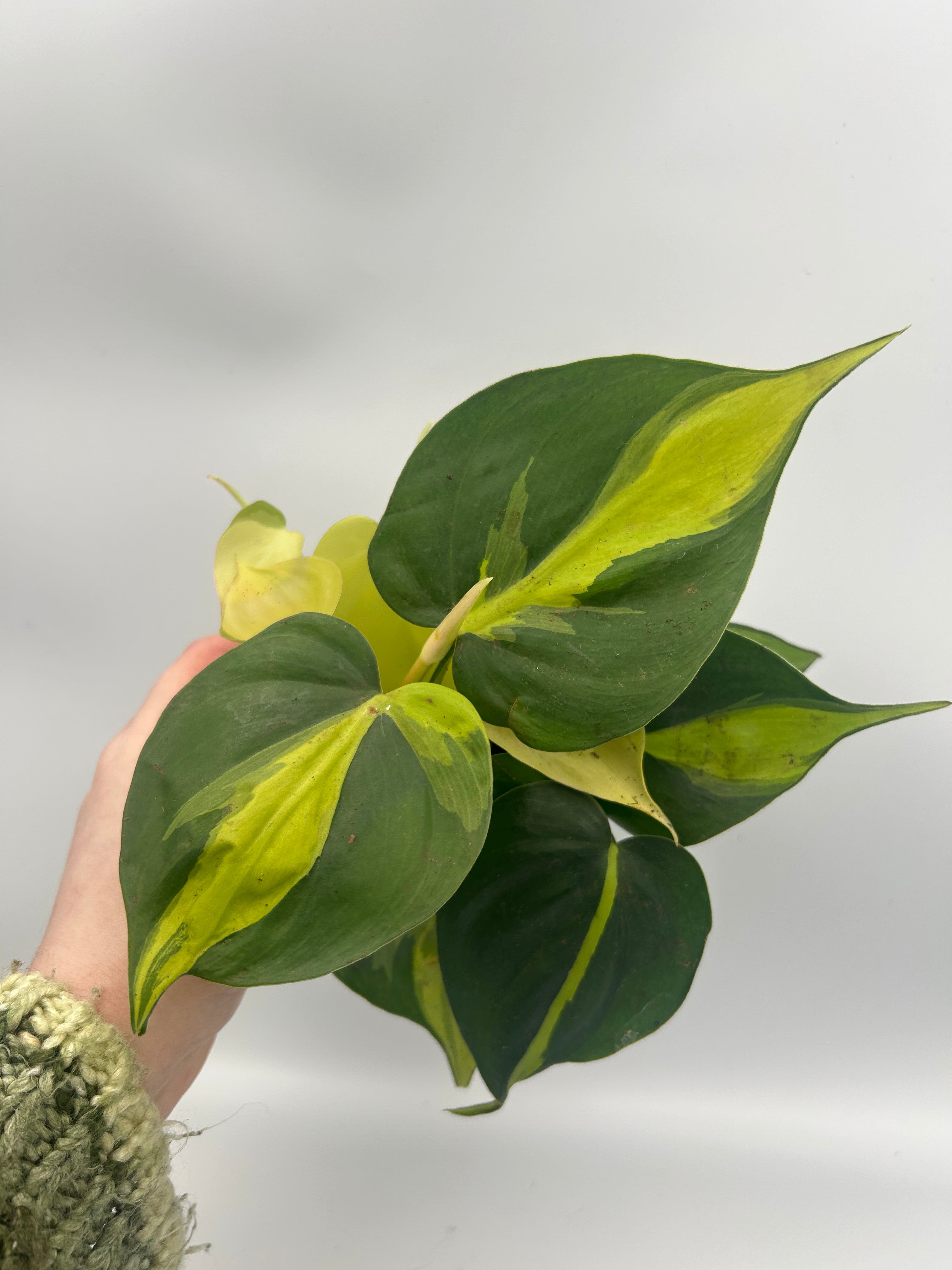 Philodendron Scandens Brasil