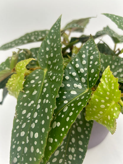 Begonia Double Dot