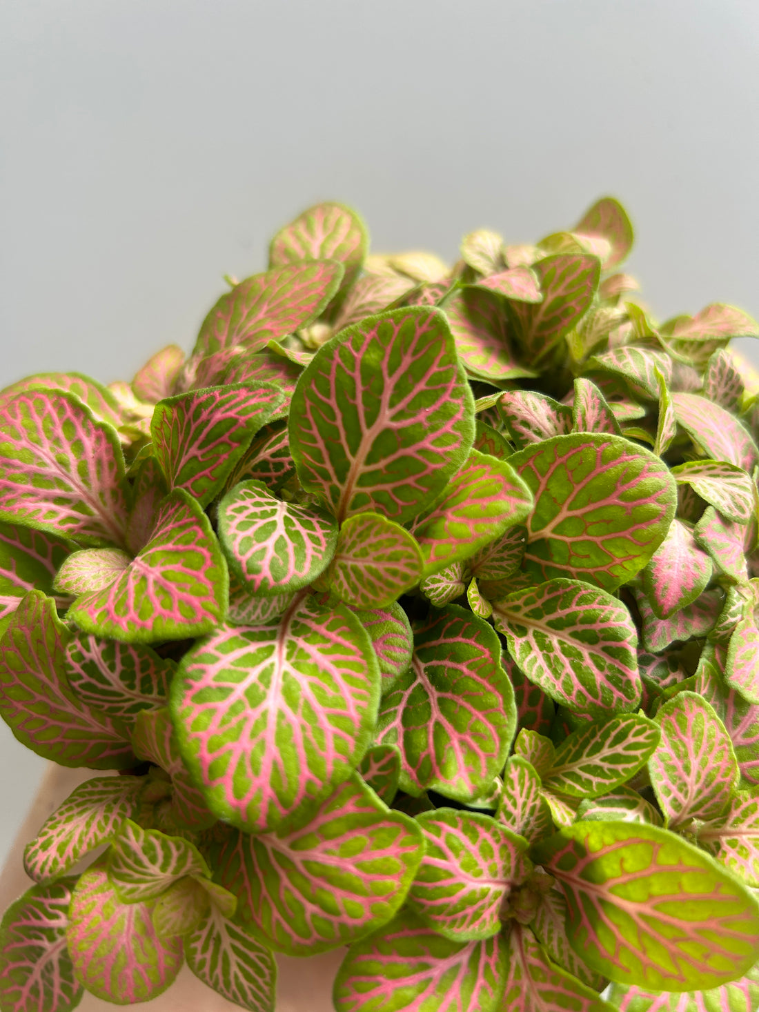Fittonia Ruby Lime