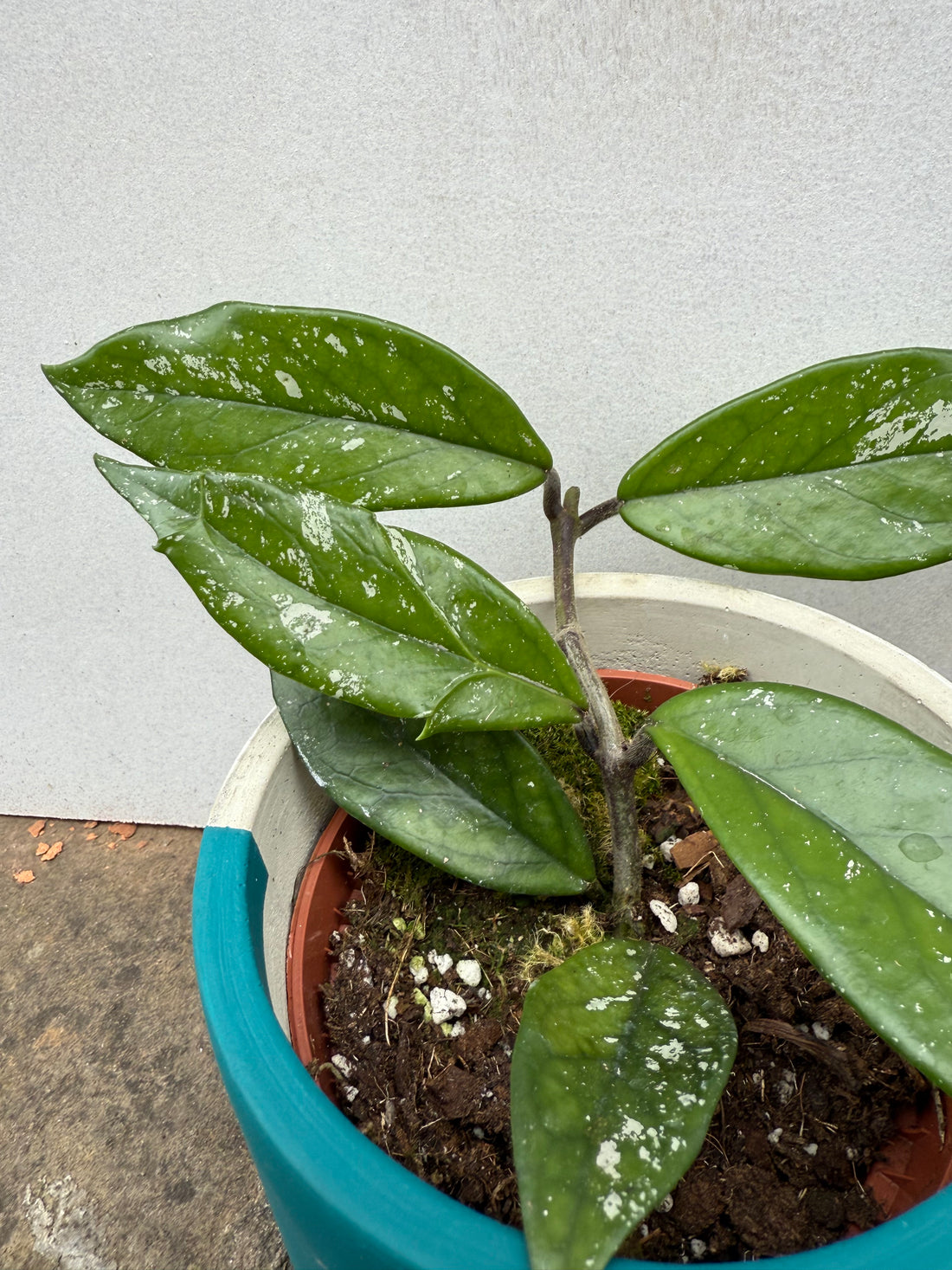 Hoya Carnosa Stardust