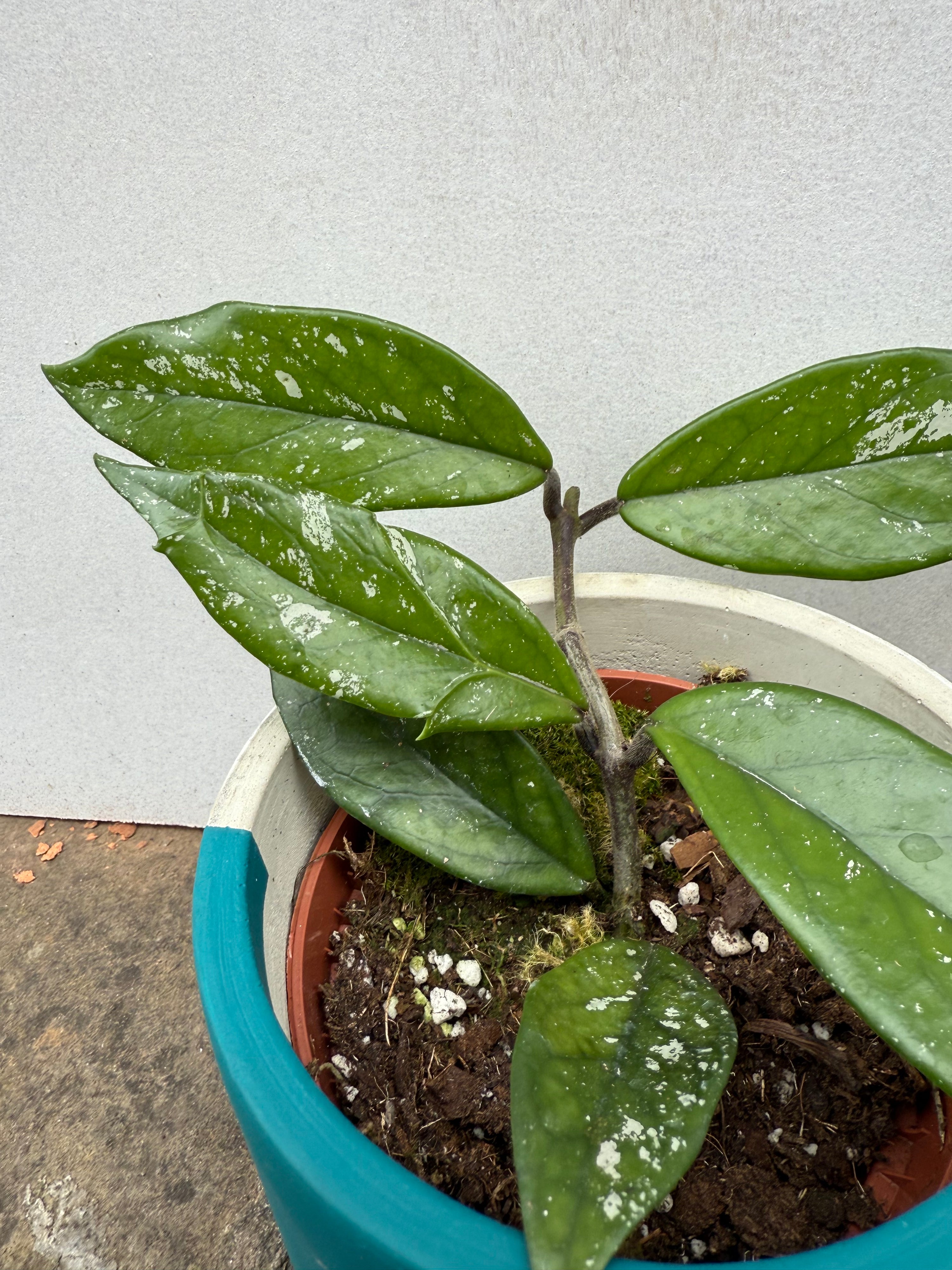 Hoya Carnosa Stardust