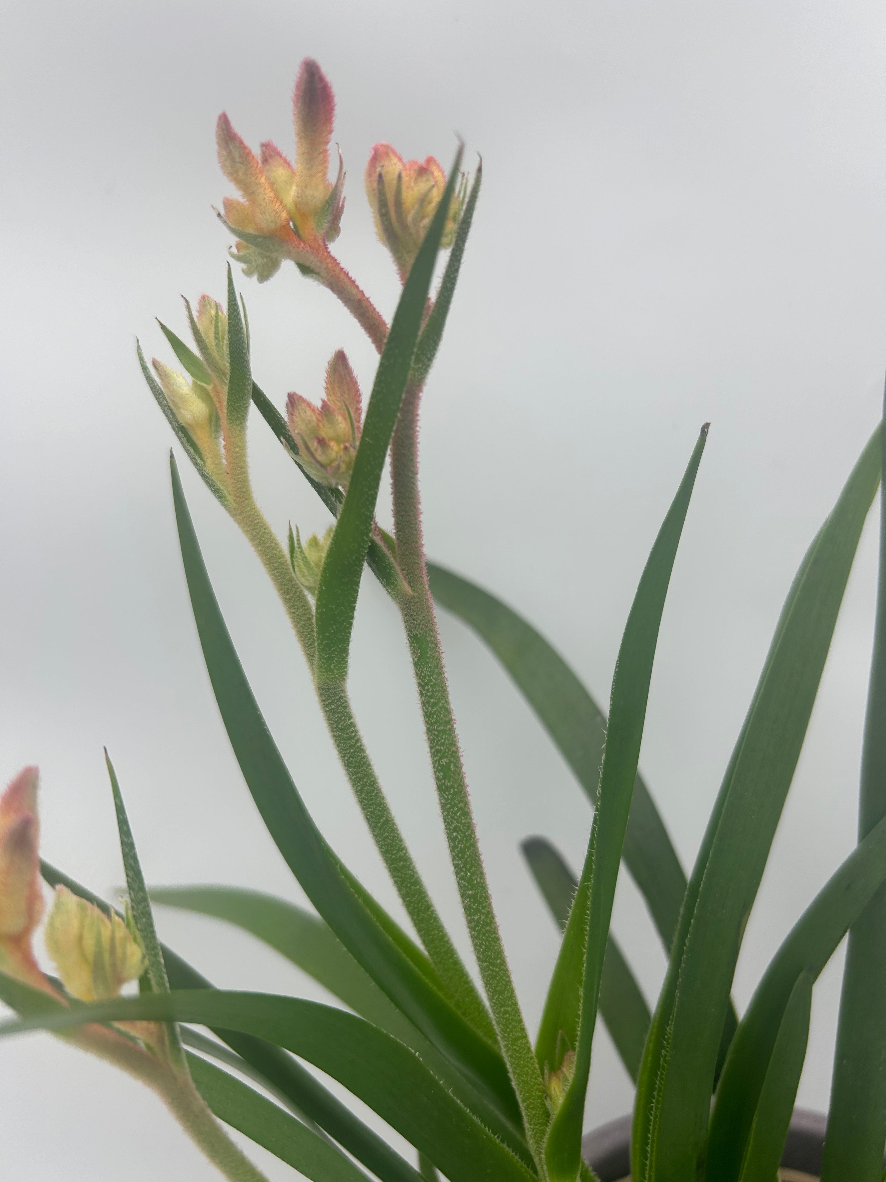 Kangaroo Paw