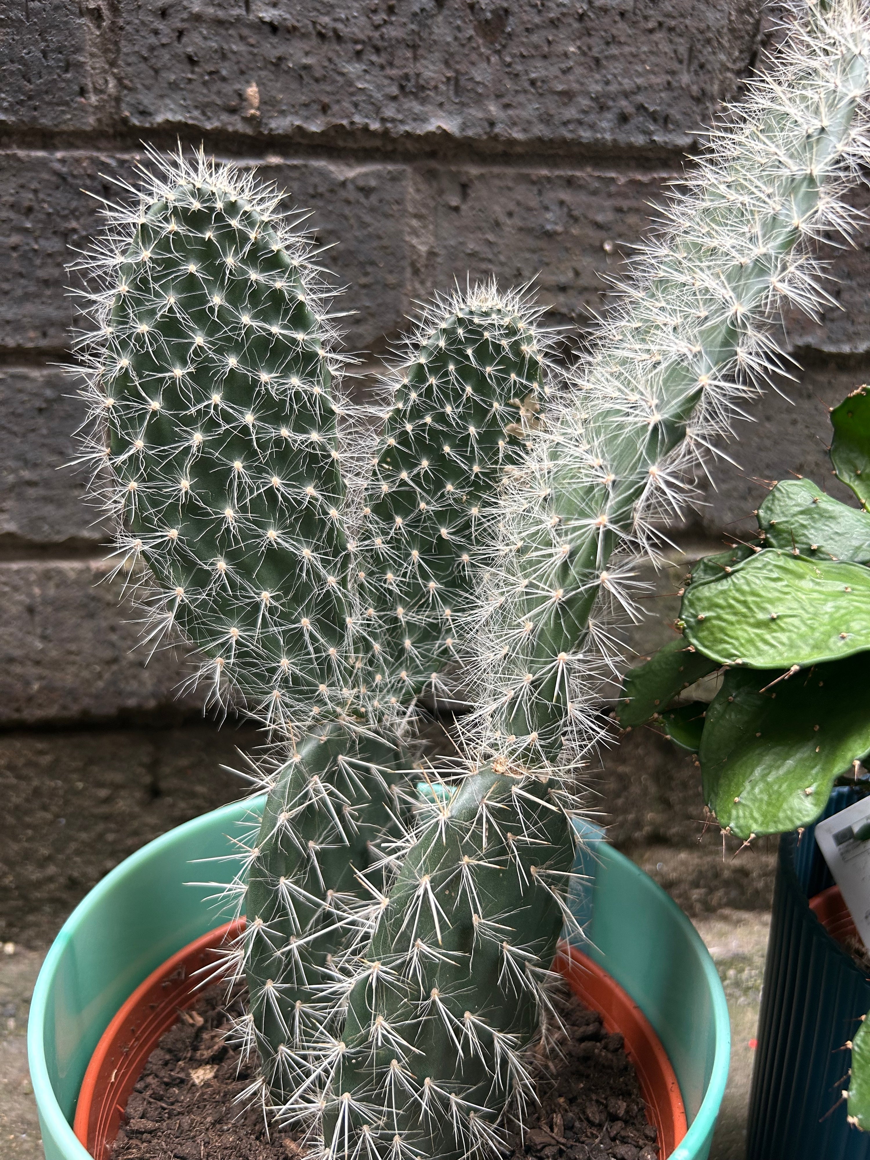 Opuntia Cochenillife