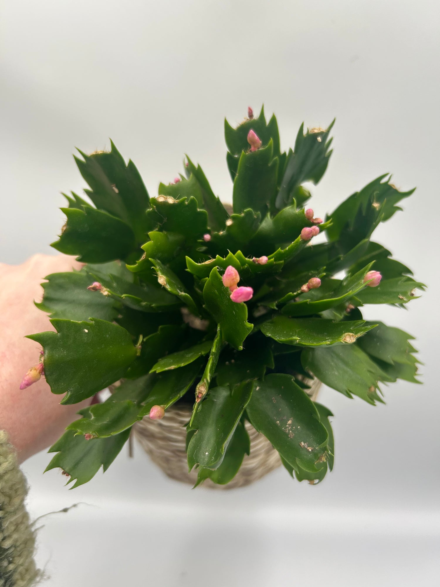 Christmas Cactus
