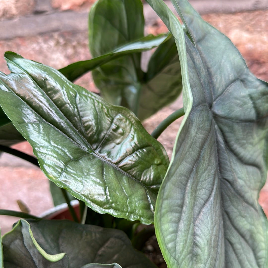 Alocasia Heterophylla