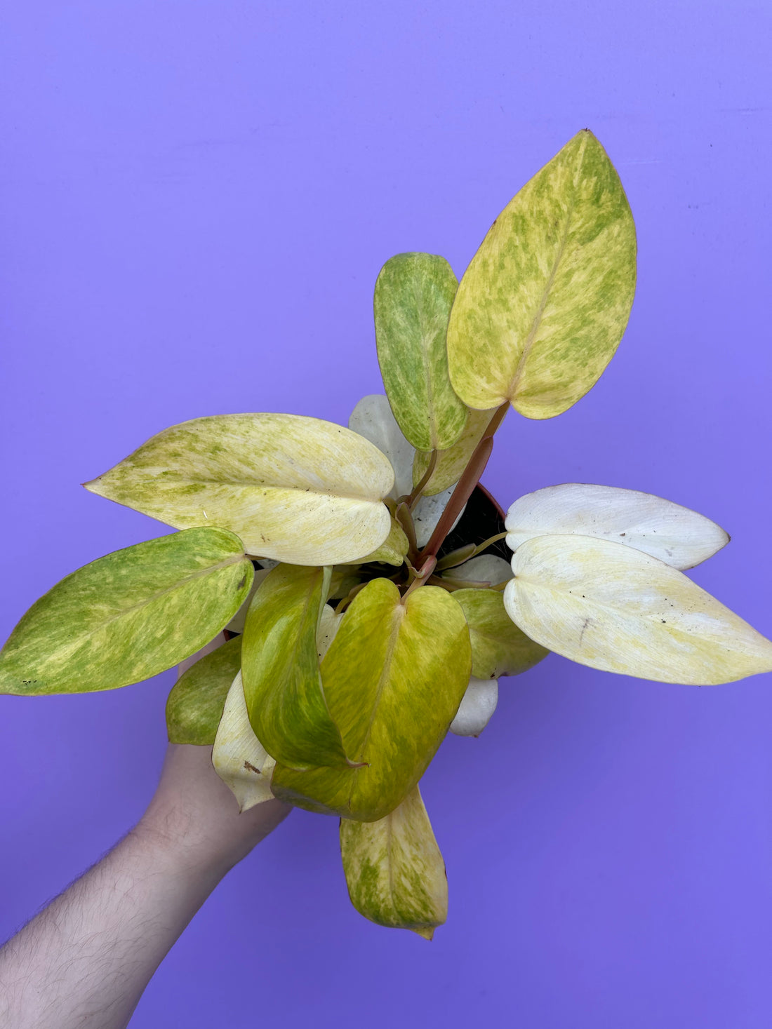 Philodendron Painted Lady
