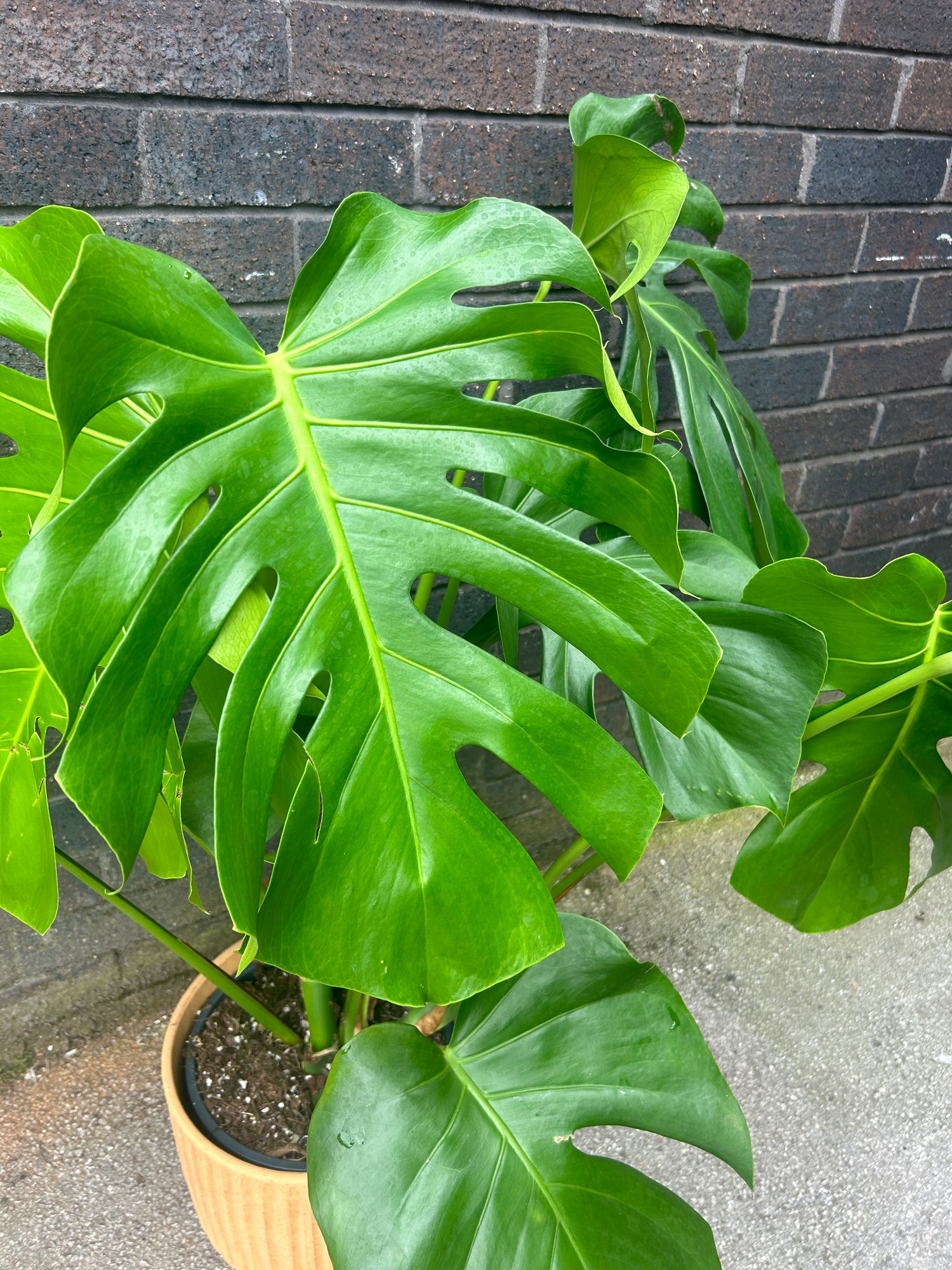 buy monstera deliciosa uk Monstera Deliciosa XL Leaves (Collection Only) – Green + Grounded