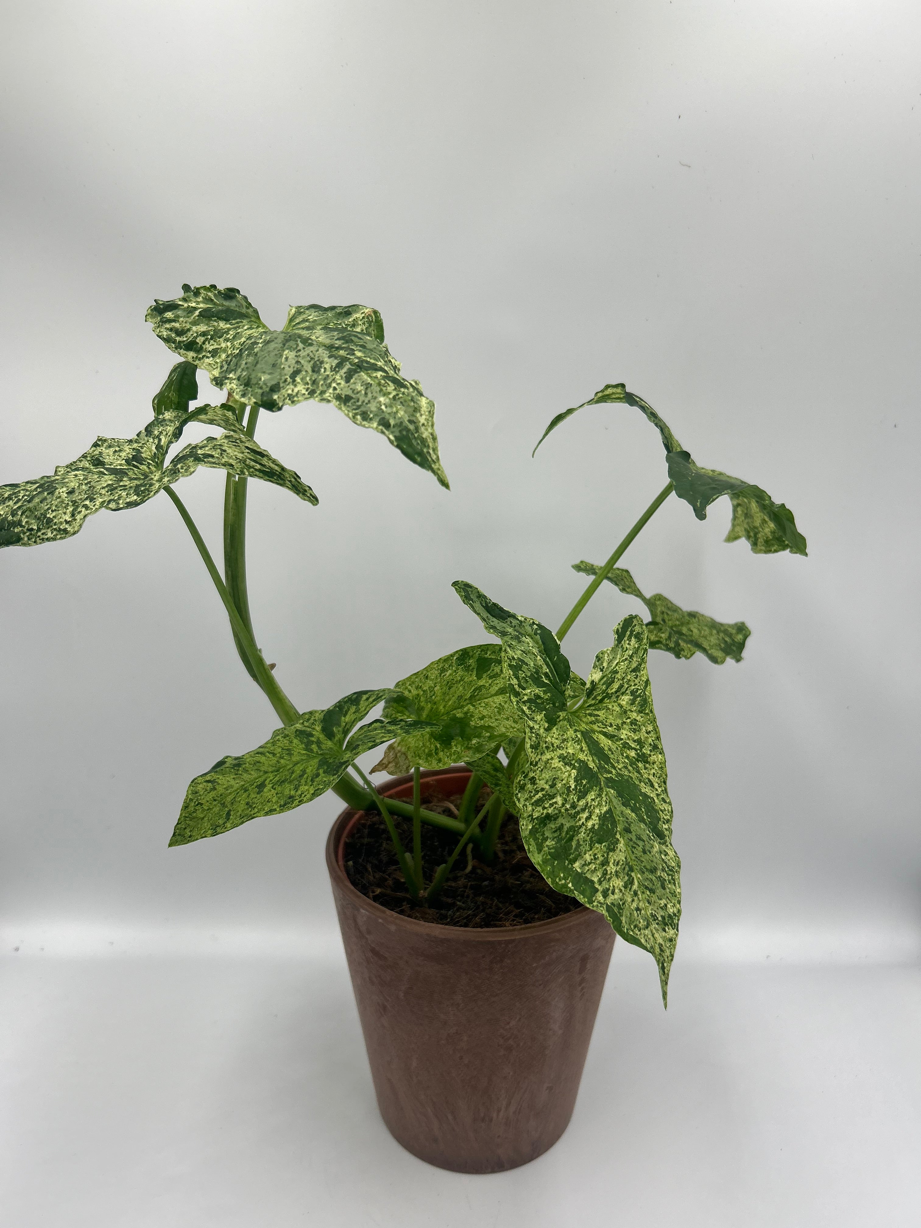 Syngonium Mottled