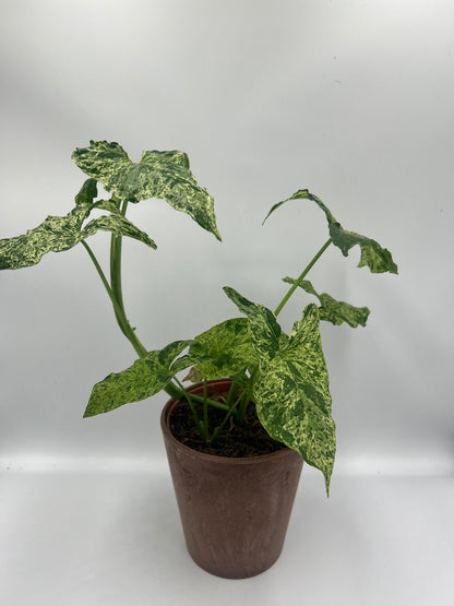 Syngonium Mottled