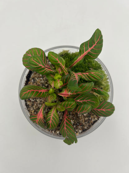 Fittonia Dome Terrarium (Large)
