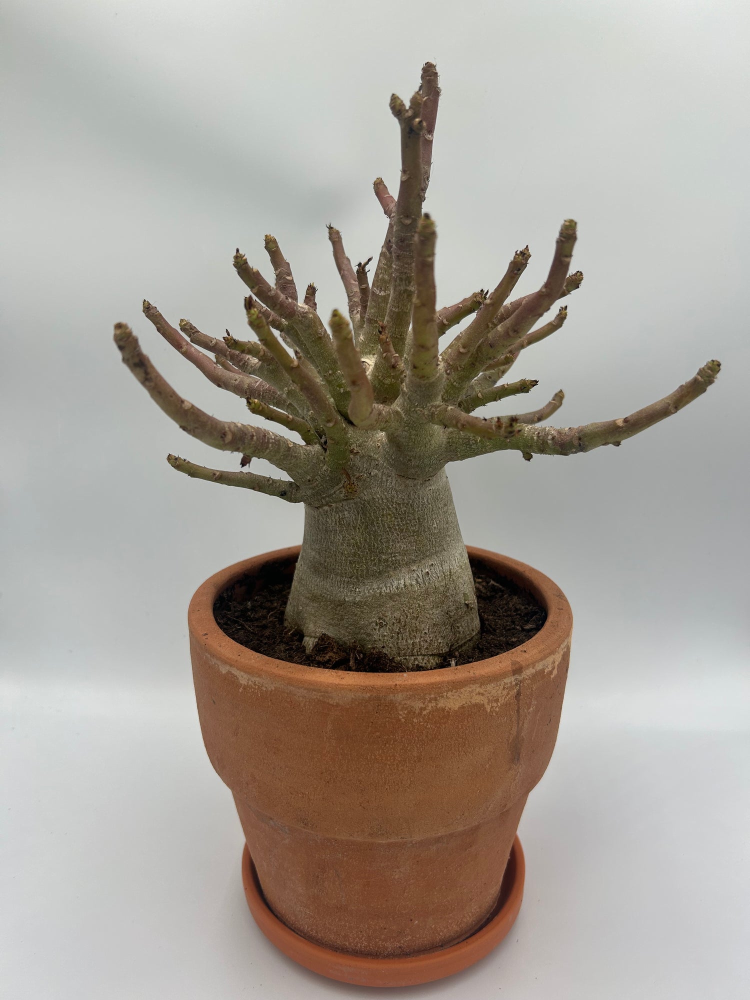 baobab succulent Adenium Baobab