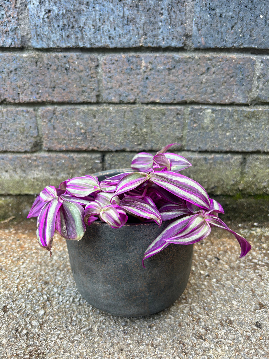 Tradescantia ‘Pink Paradise’