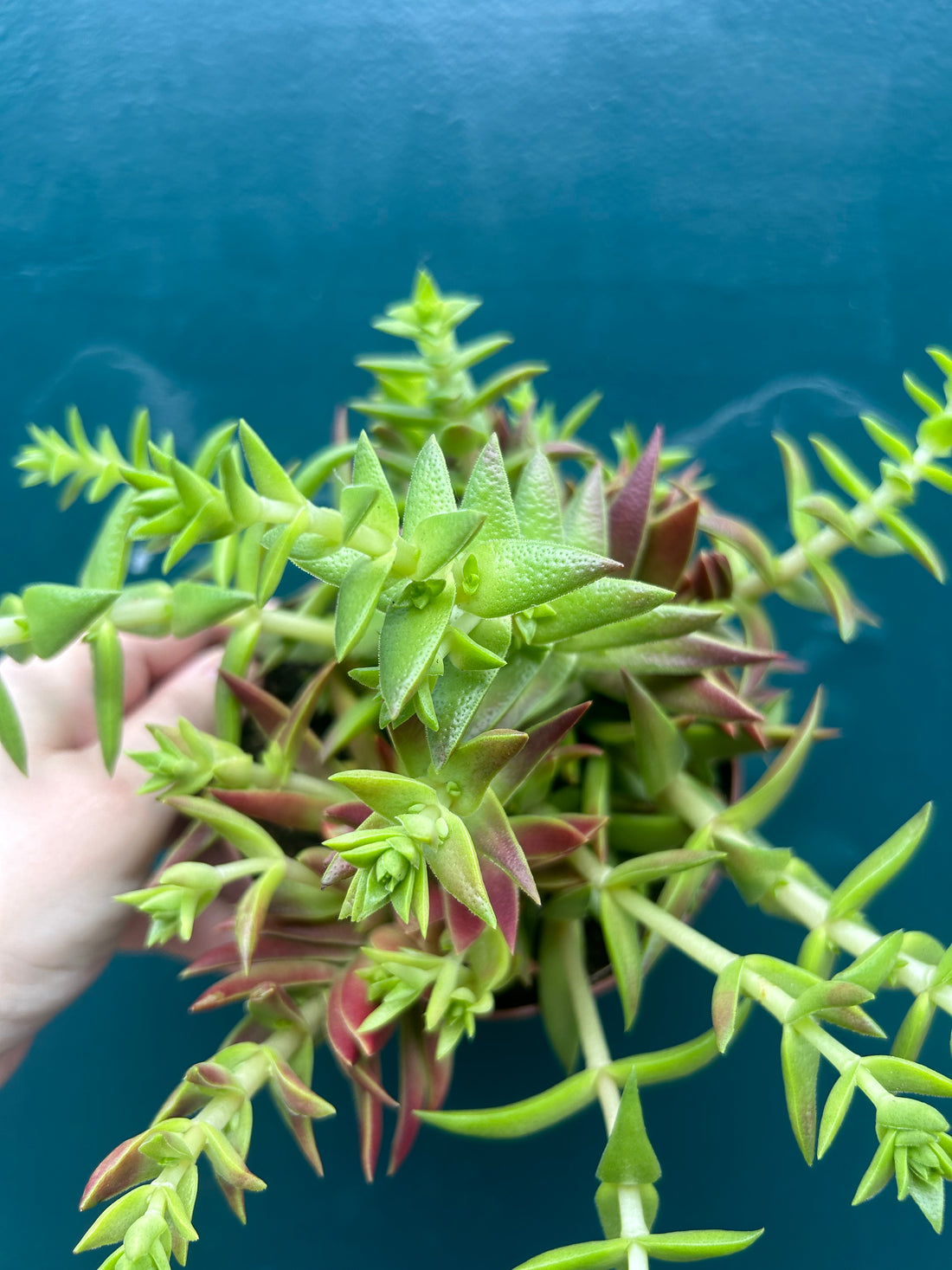 Crassula Capitello Red