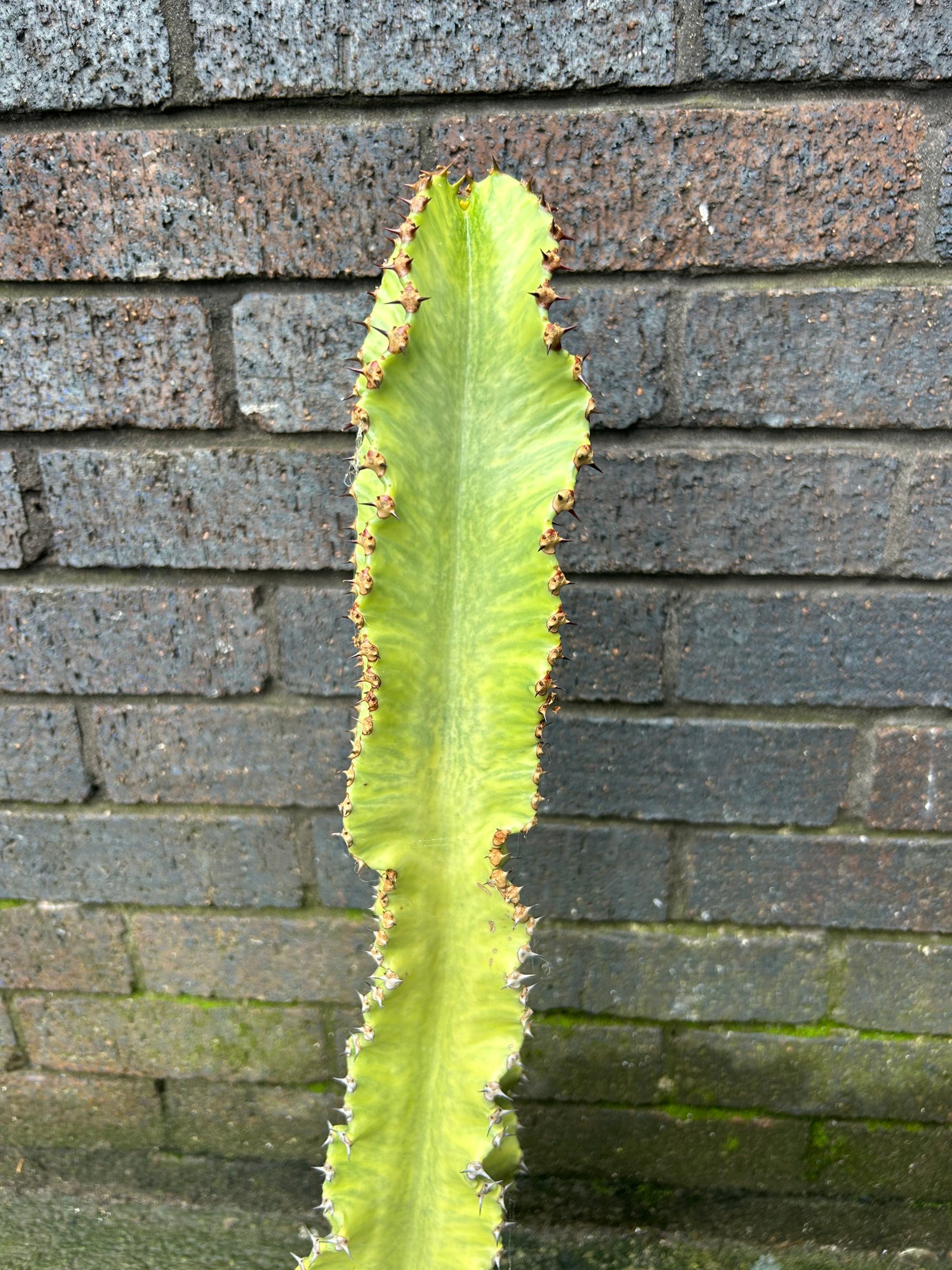Euphorbia Marmorata