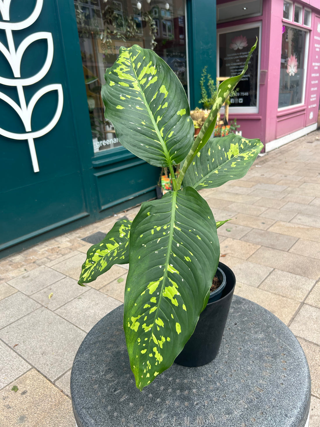 Dieffenbachia Spotty