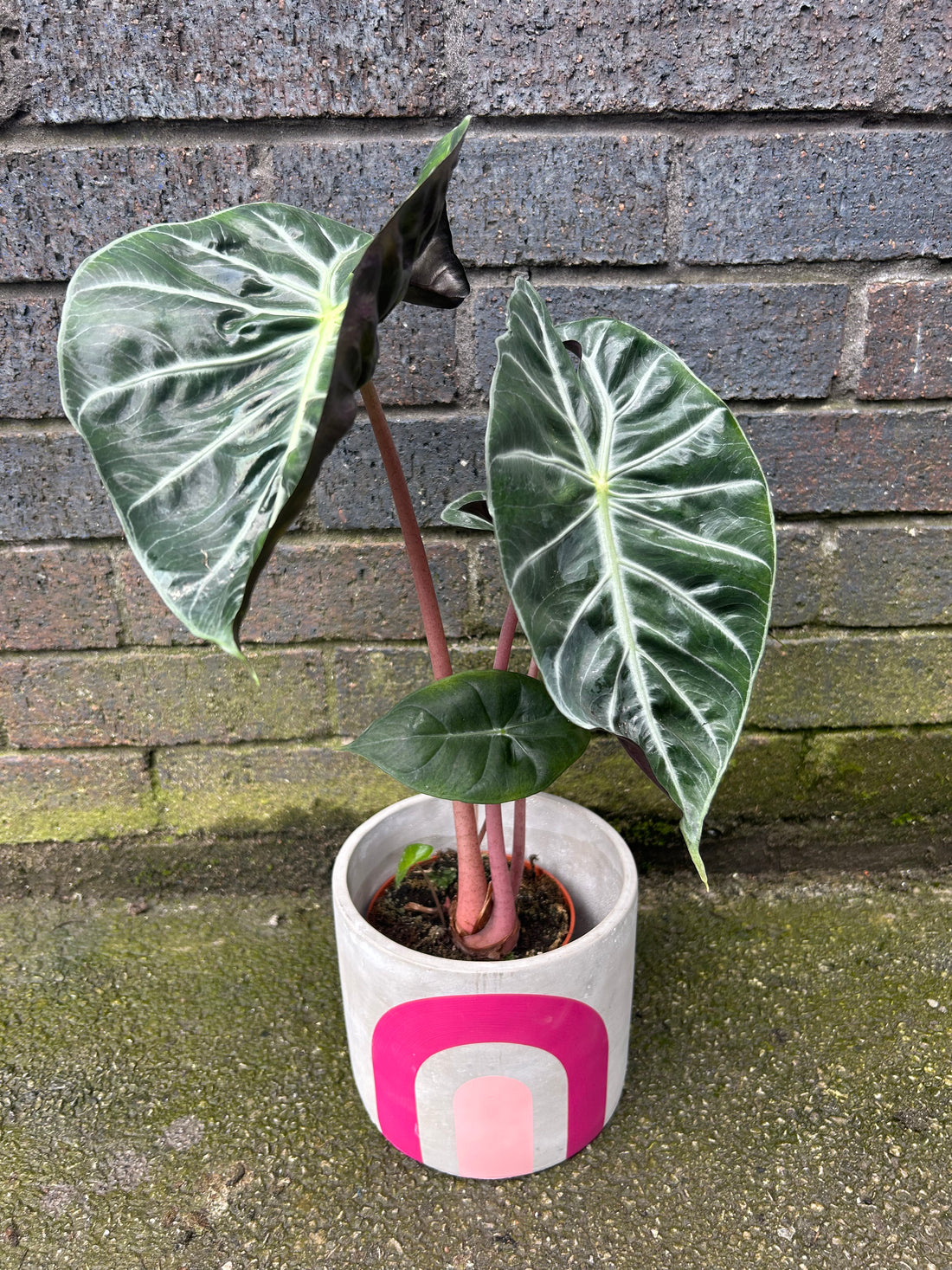 Alocasia Green Dragon