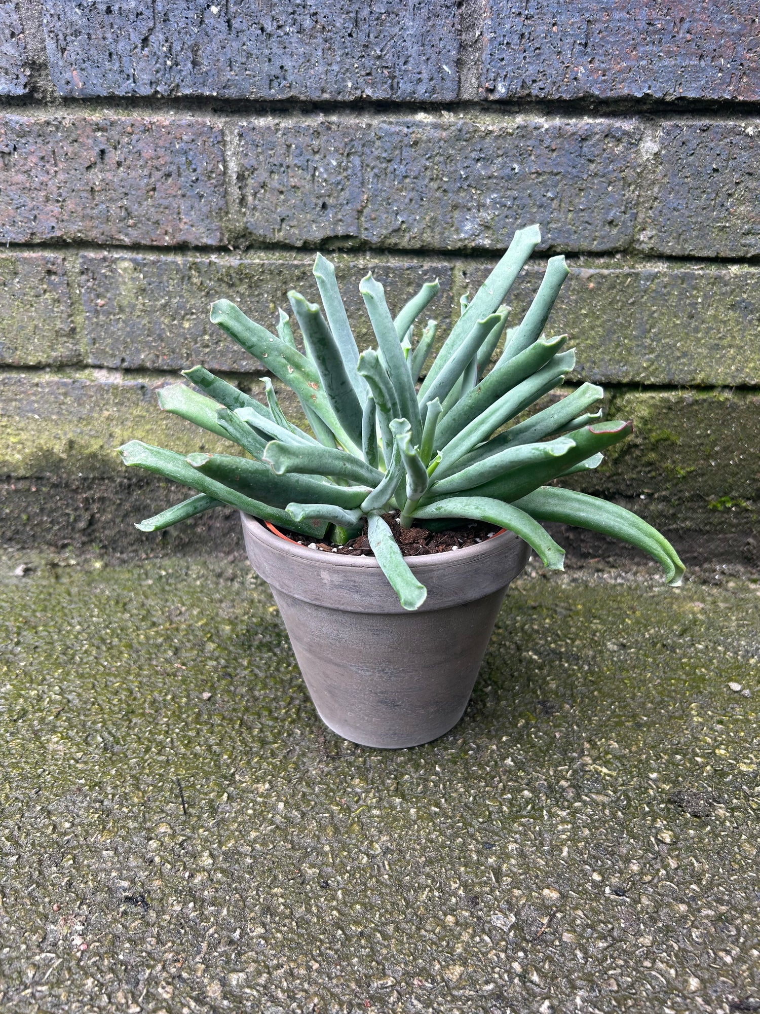 Cotyledon Elephants Trunk