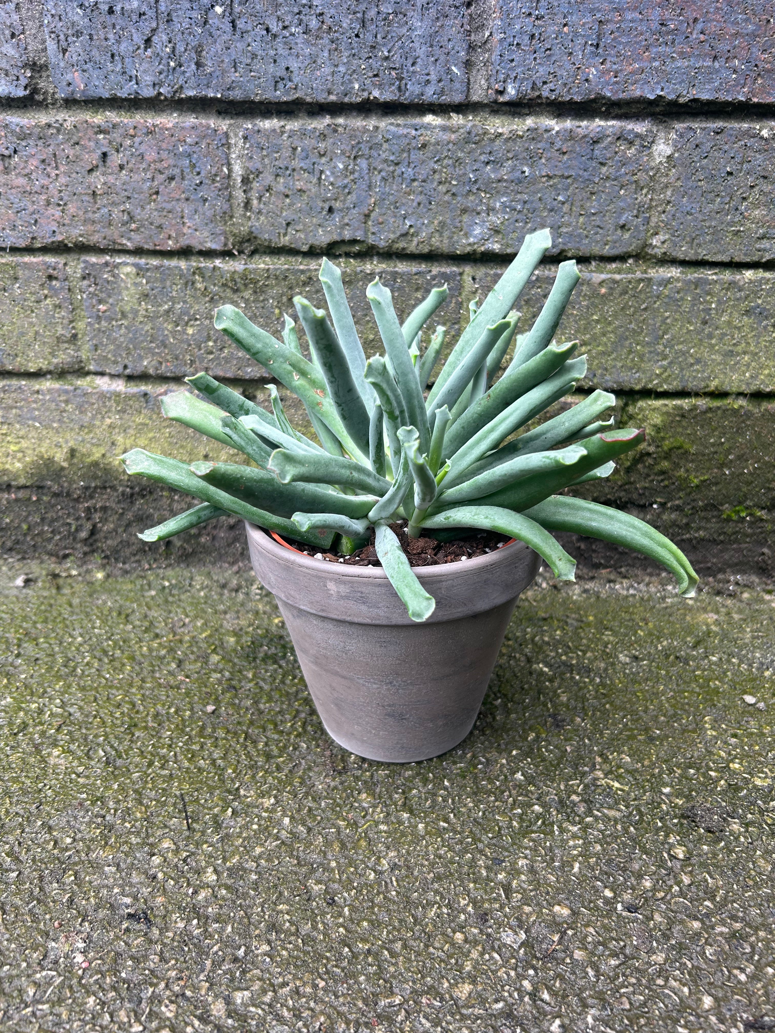Cotyledon Elephants Trunk