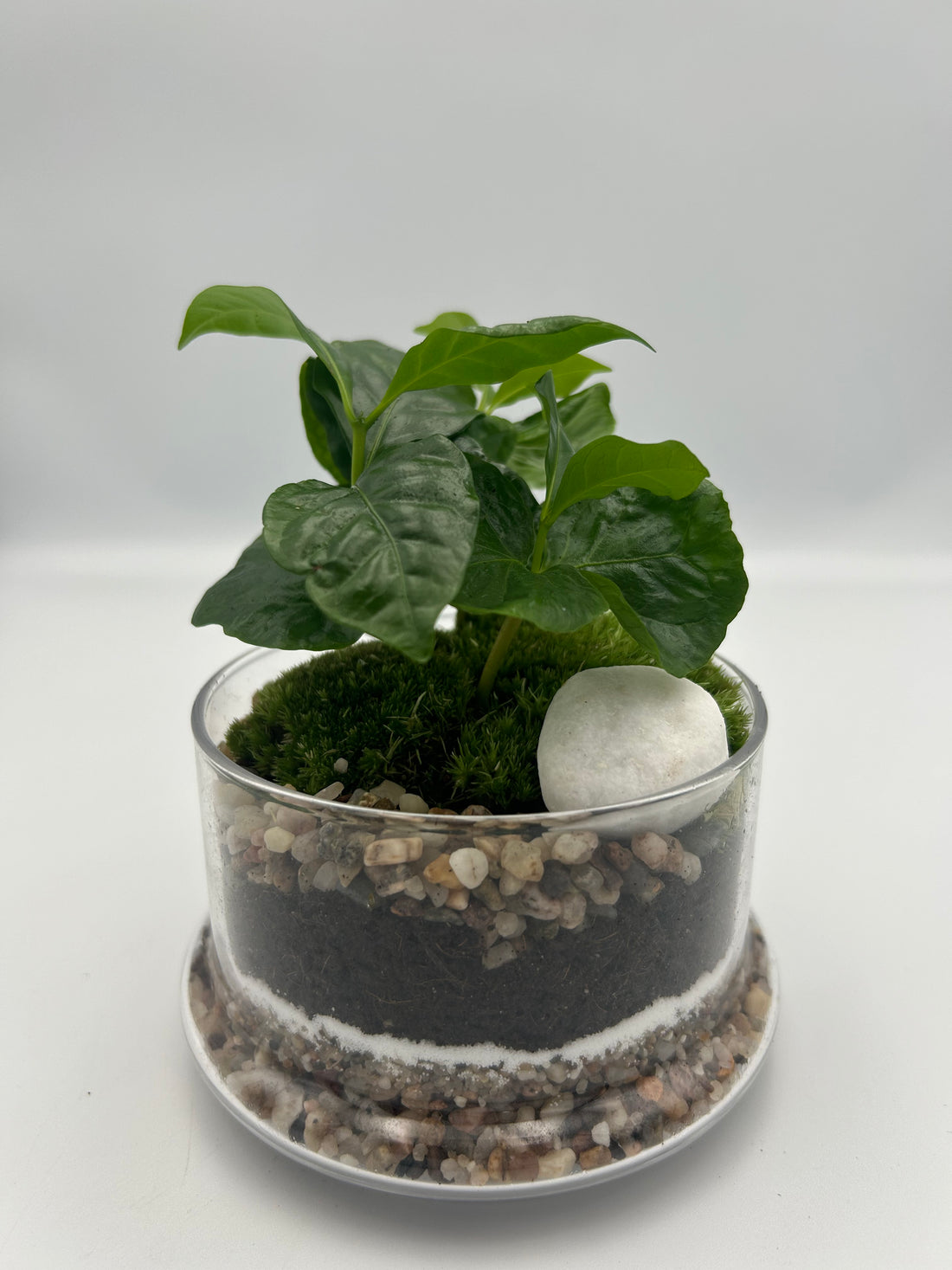 Coffee Plant Dome Terrarium