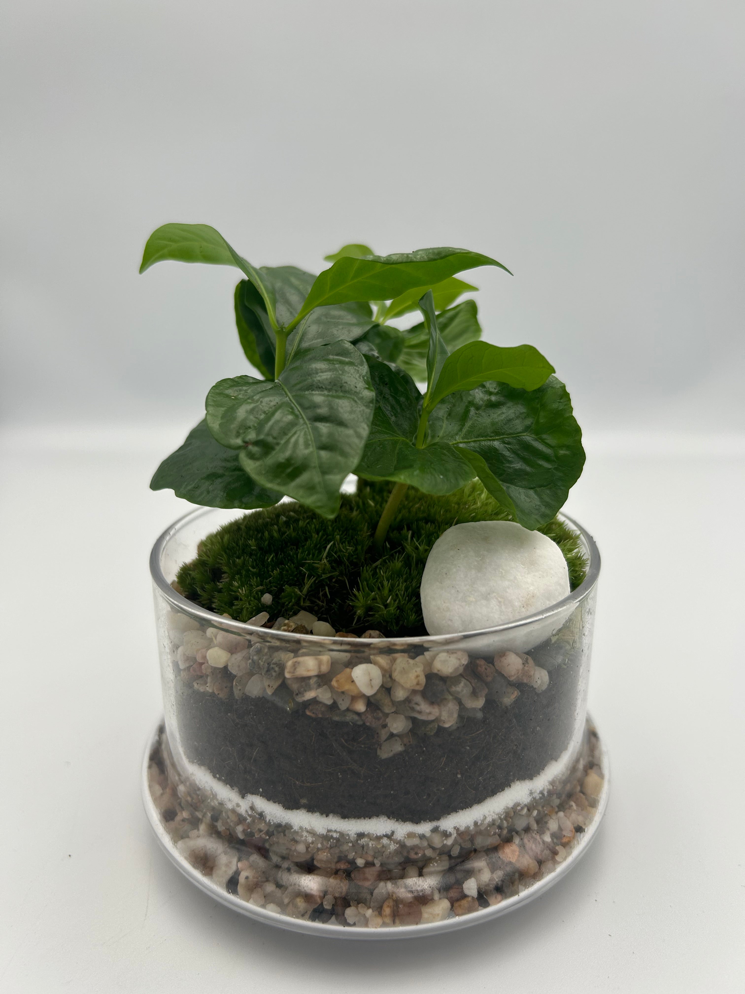 Coffee Plant Dome Terrarium