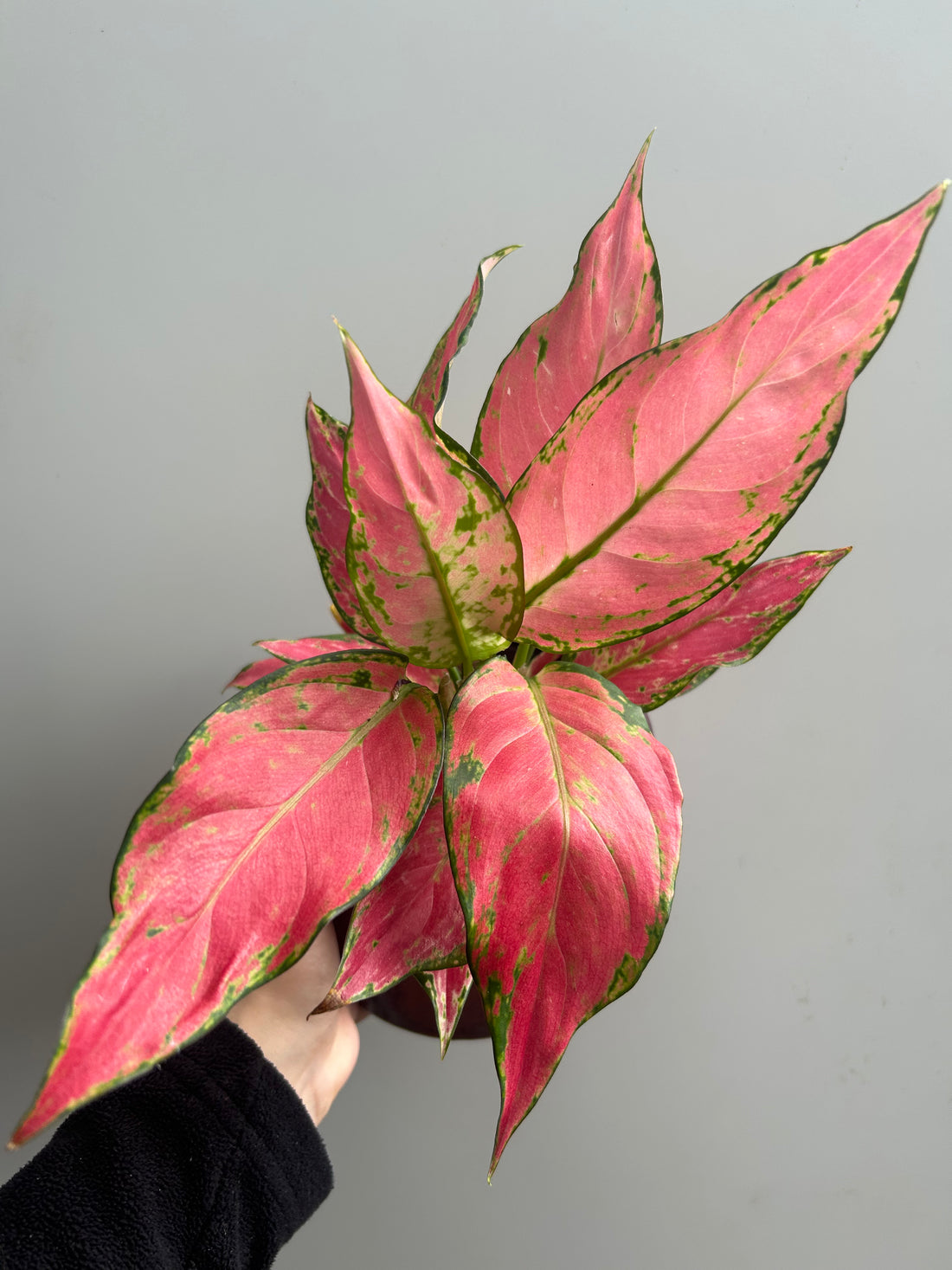 Aglaonema Cherry Baby