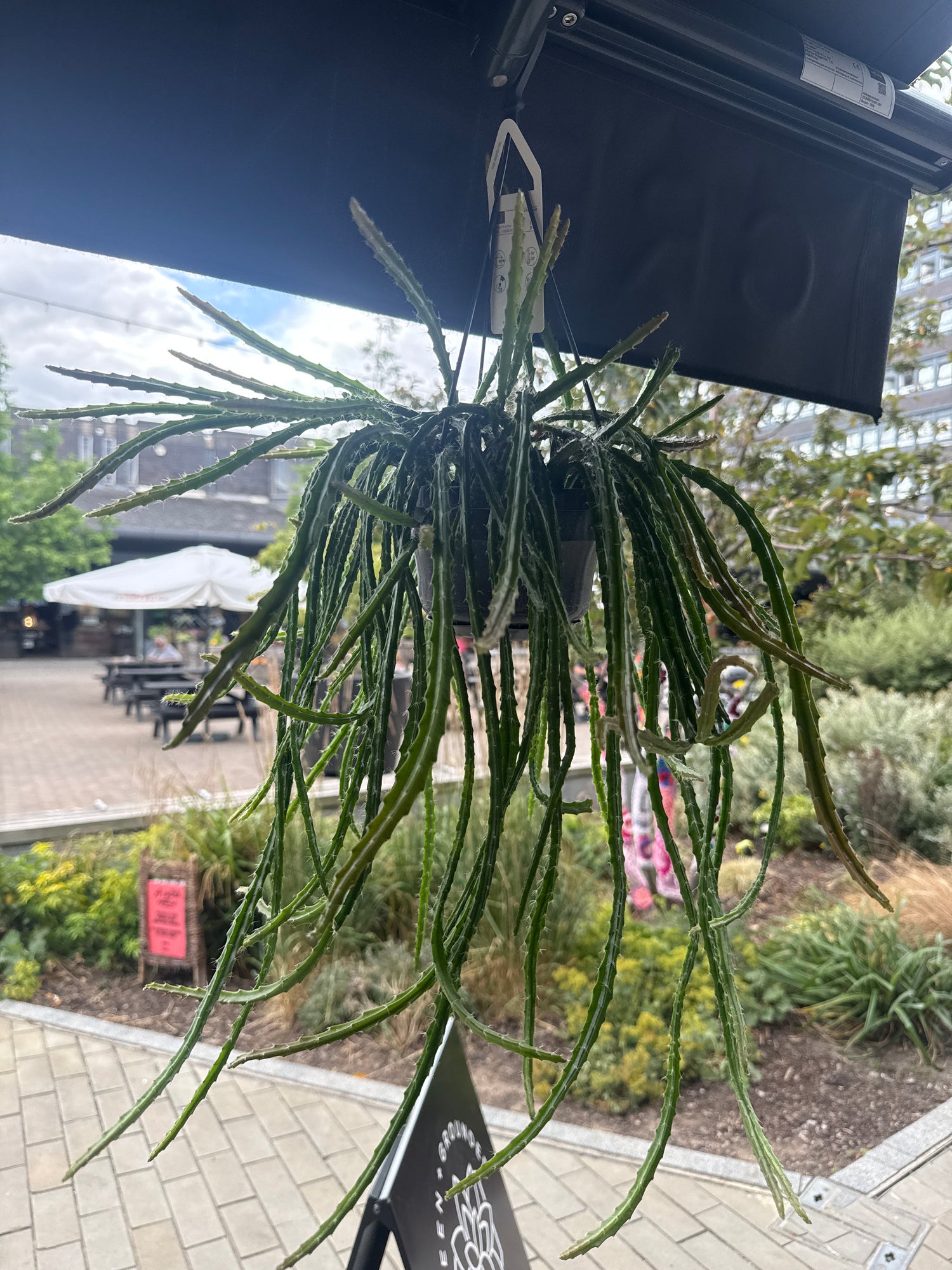 Aporocactus Melanie Rat Tail Cactus