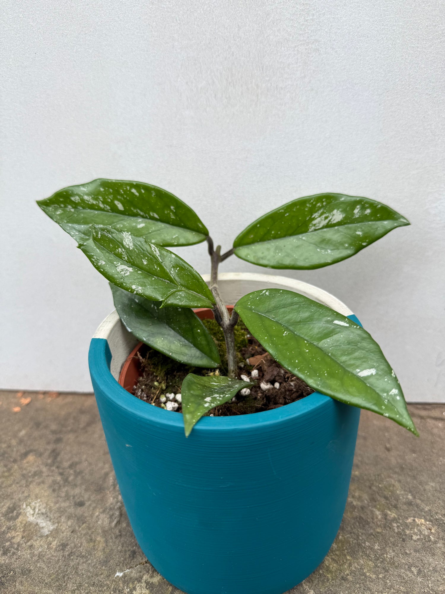 Hoya Carnosa Stardust