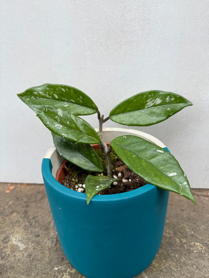 Hoya Carnosa Stardust
