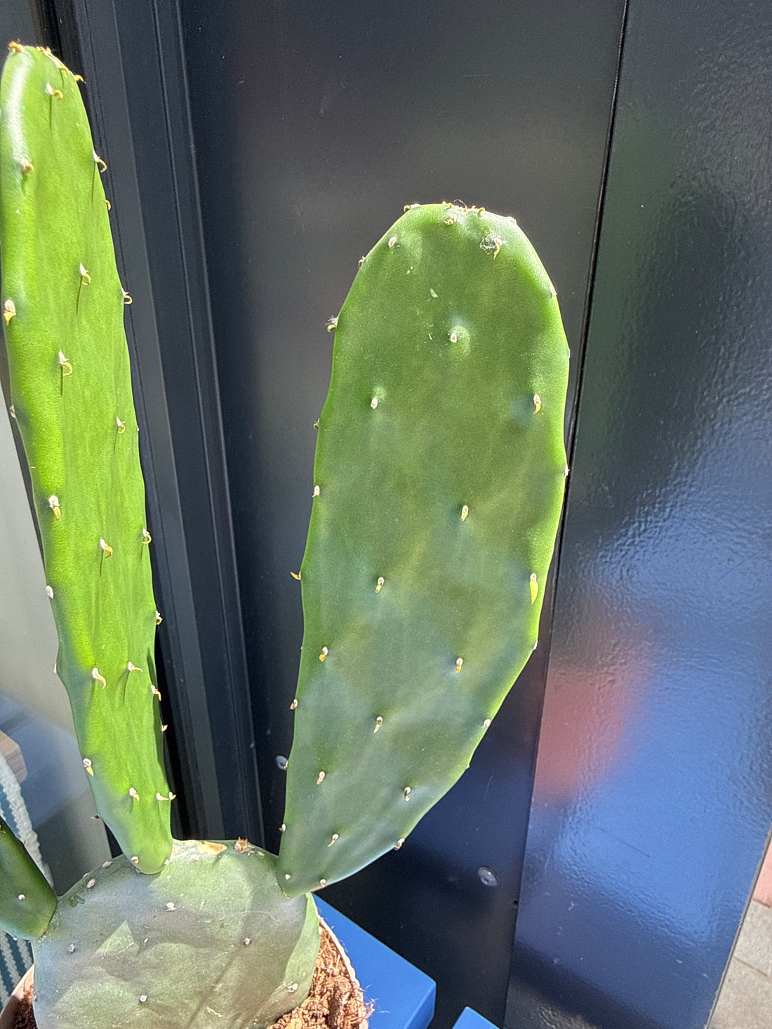 Opuntia Cochenillife