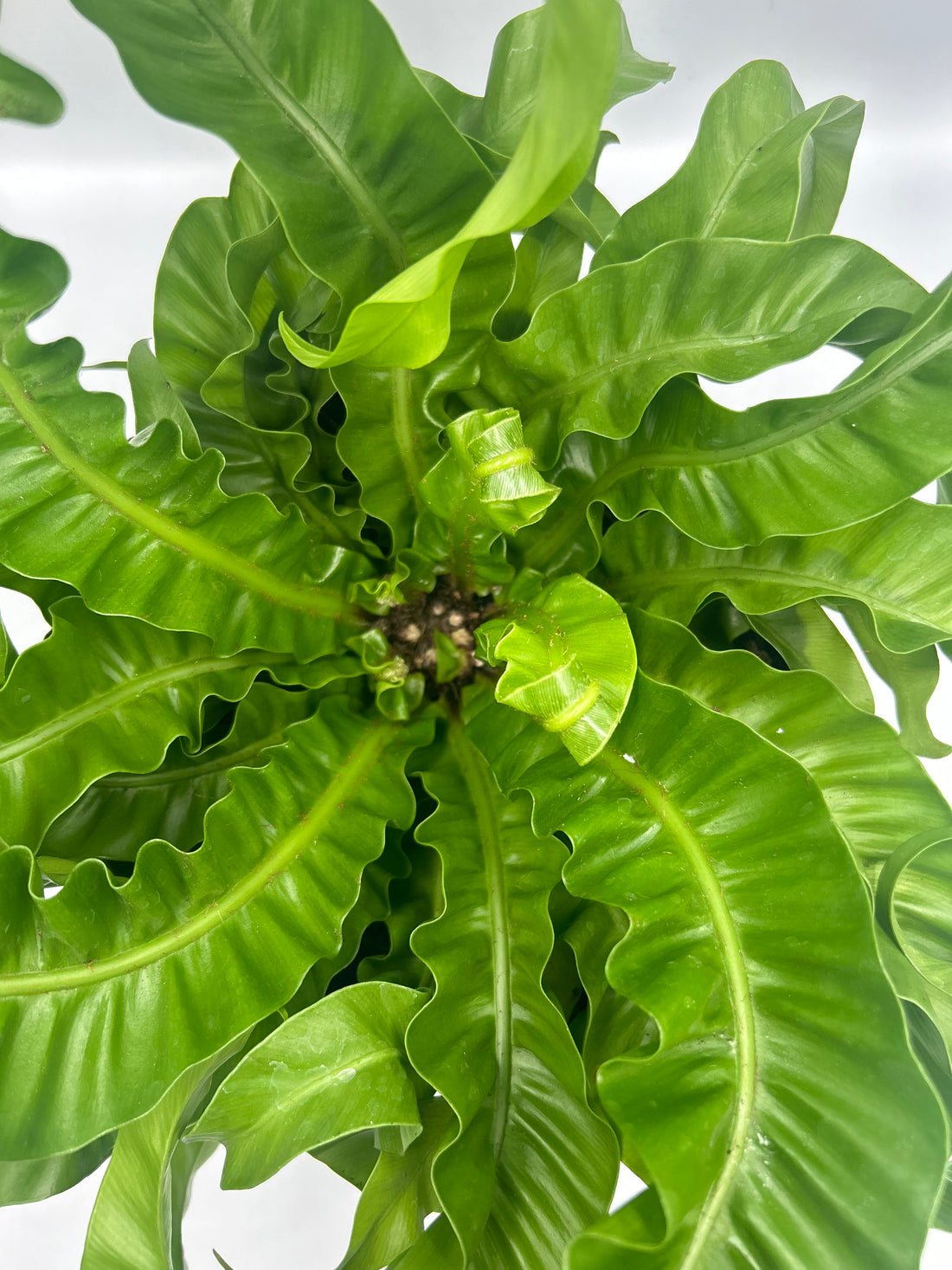 Asplenium Hurricane