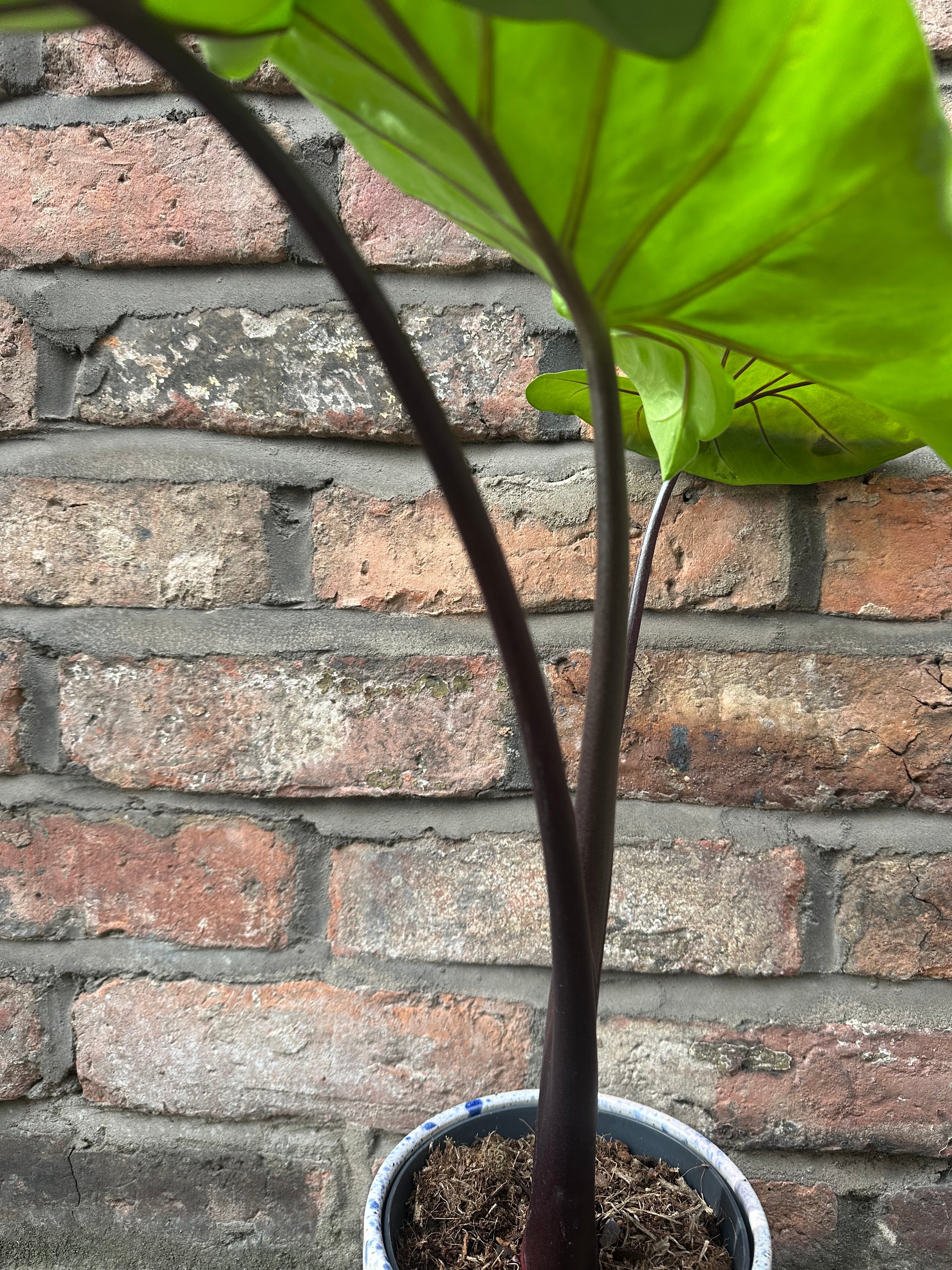 Alocasia Black Cobra