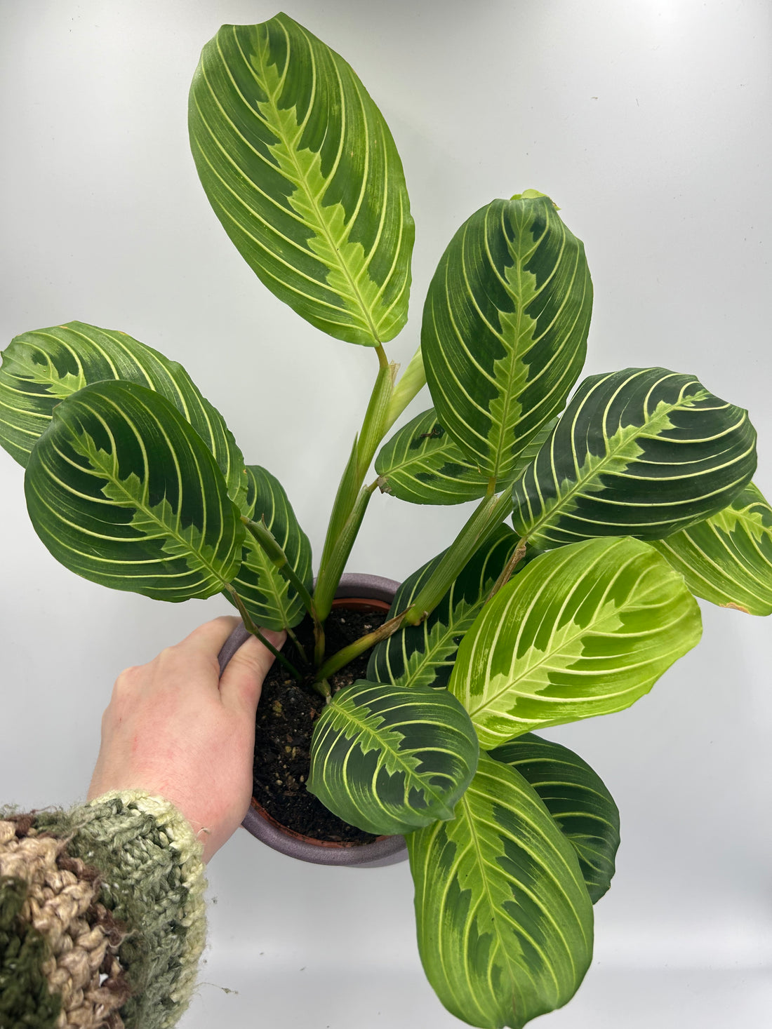 Maranta Lemon and Lime