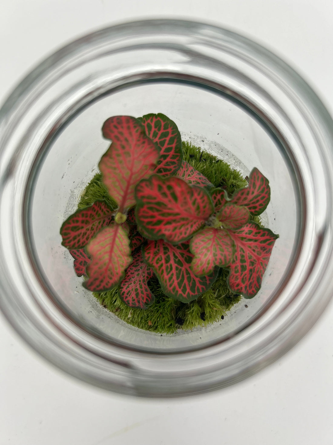 Jam-jar Terrarium