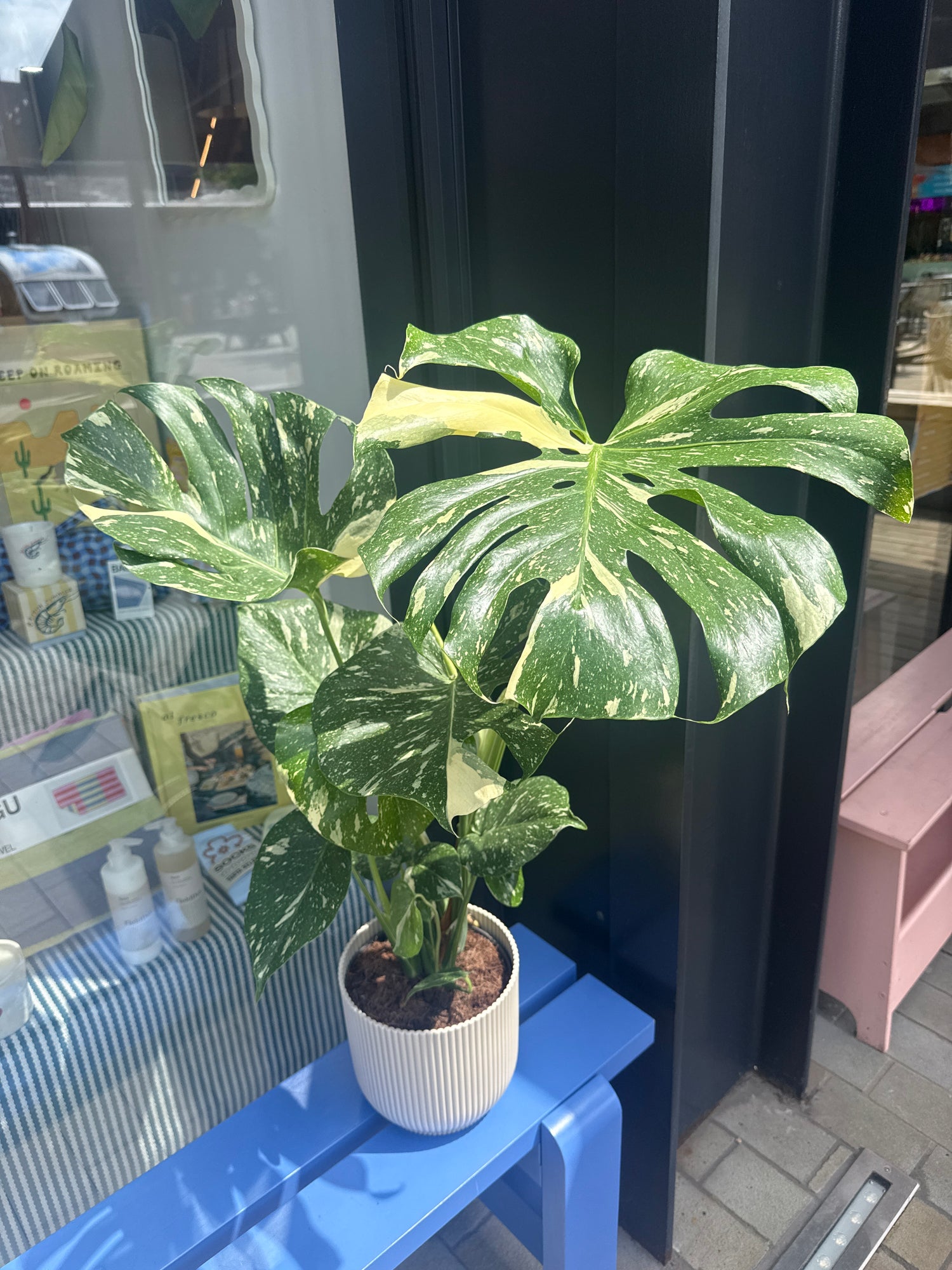Monstera Thai Consultaion
