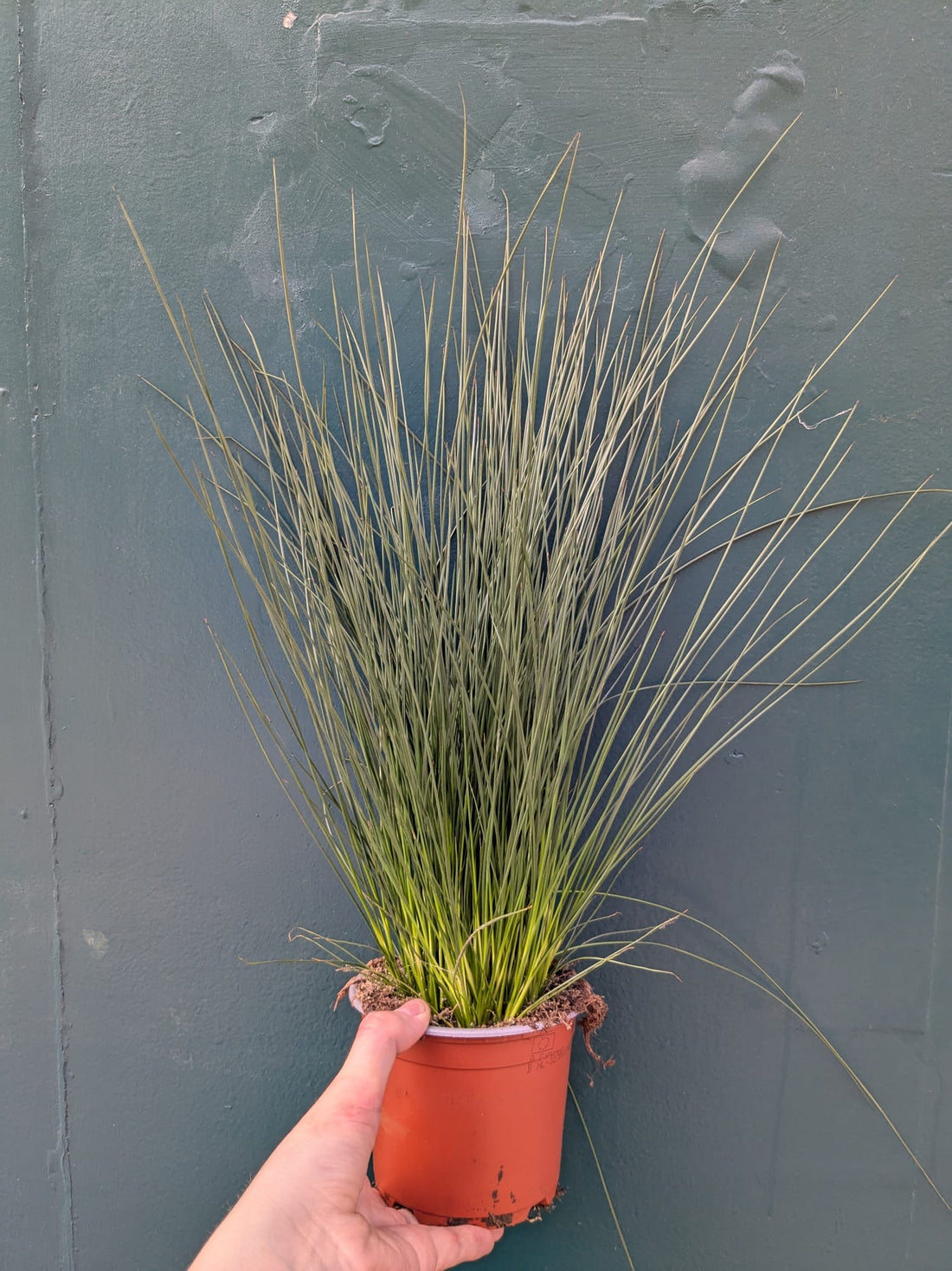Juncus Pencil Grass